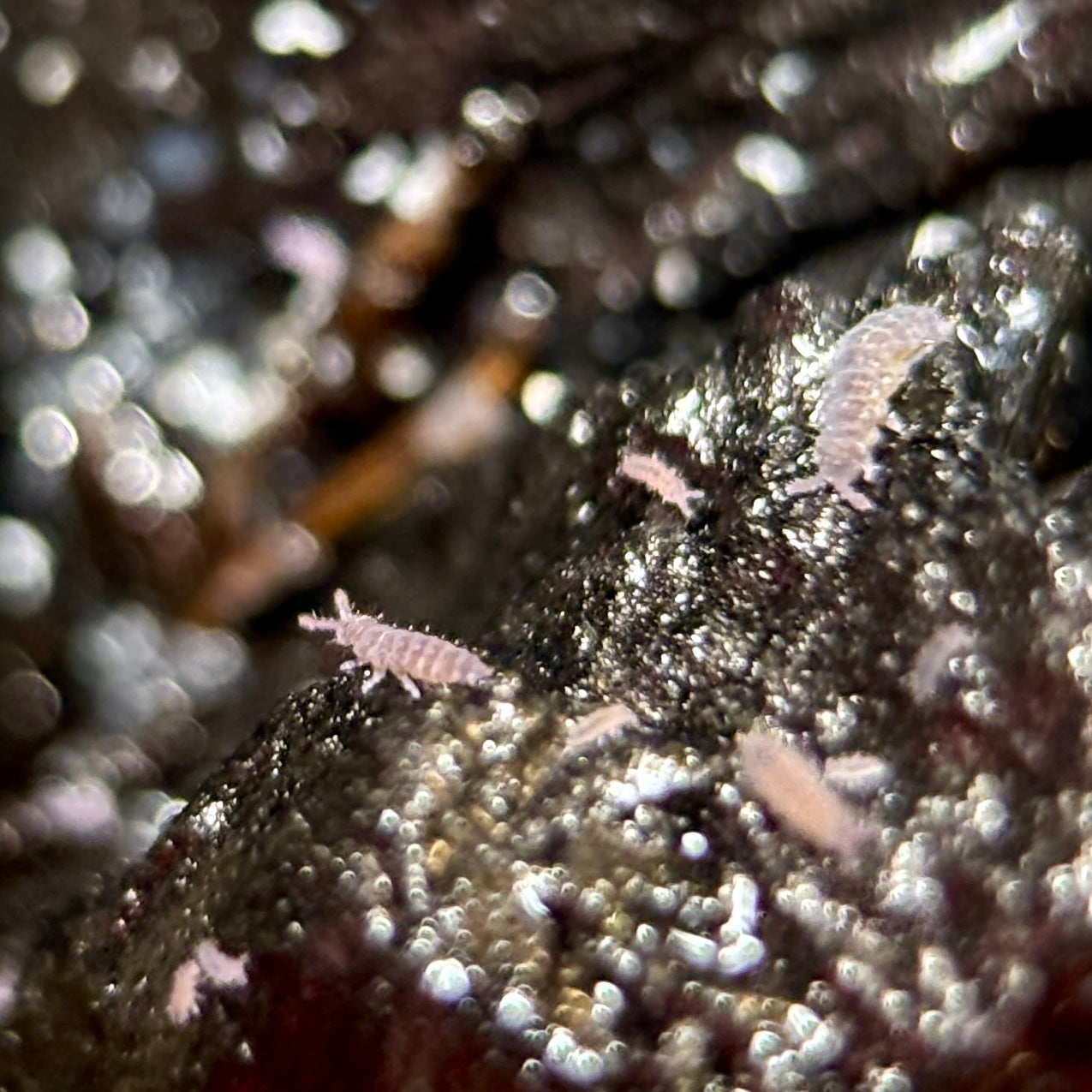 Ceratophysella sp. “Lilac Springtails”