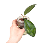 Hoya Ranauensis