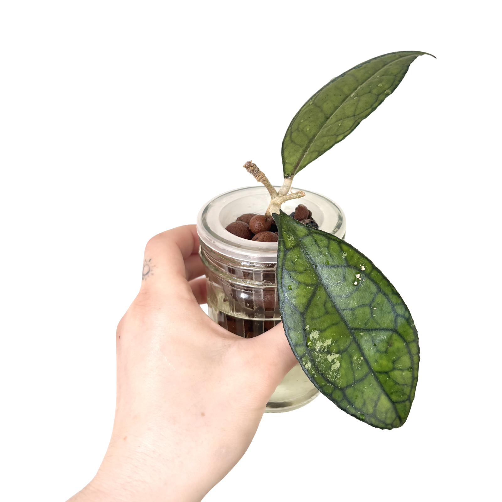 Hoya Ranauensis