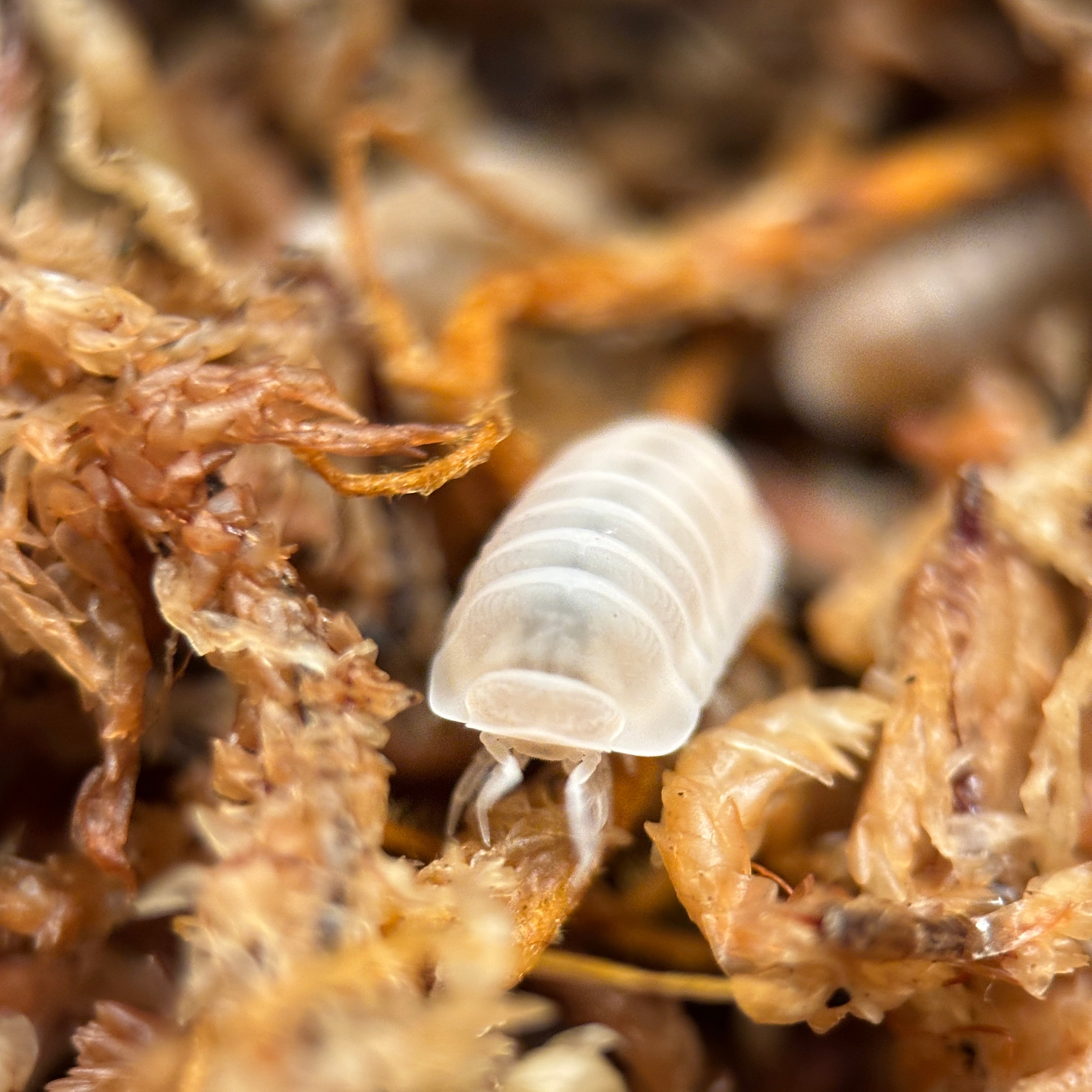 Nesodillo Archangeli “Yeti”