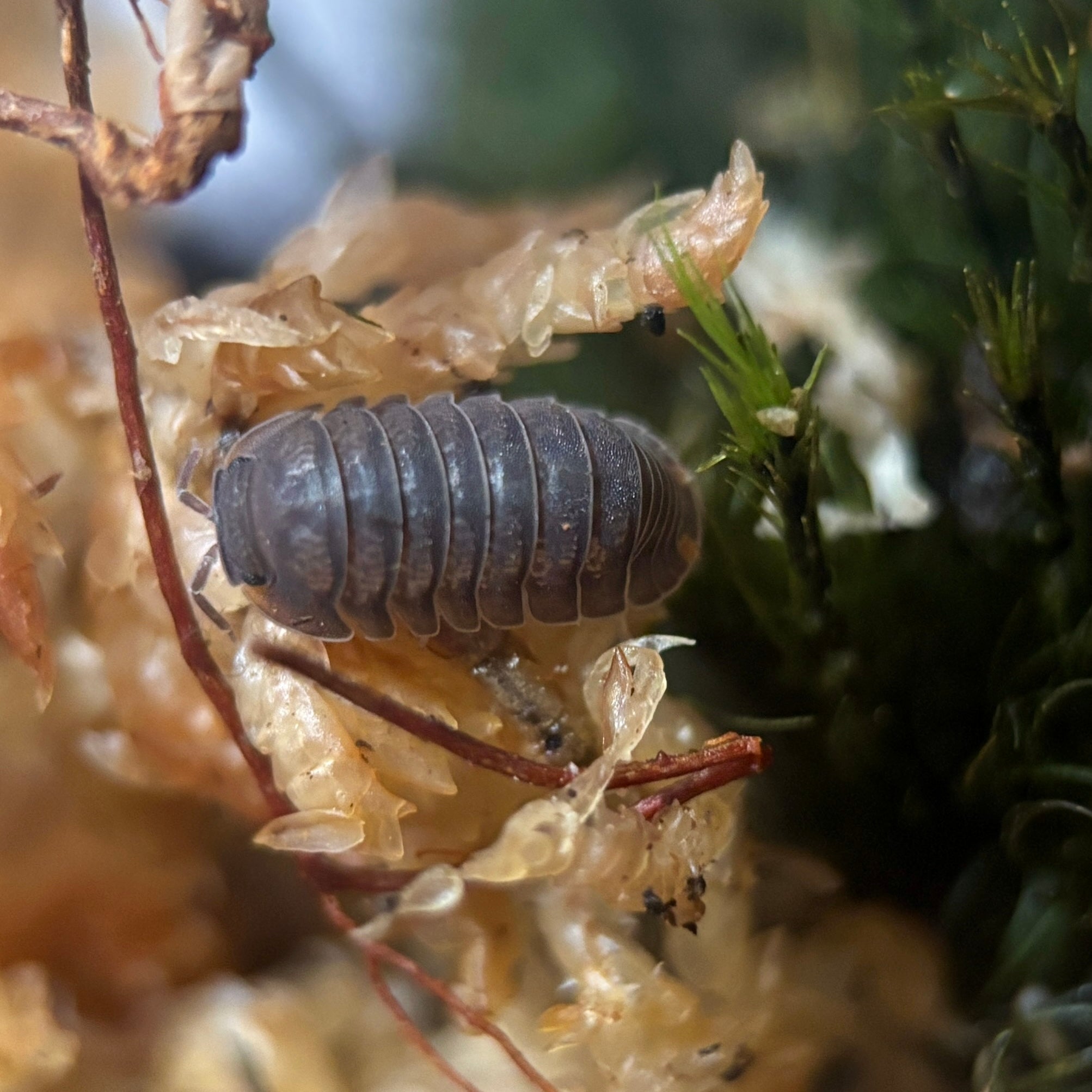 Cubaris Murina “Little Sea”