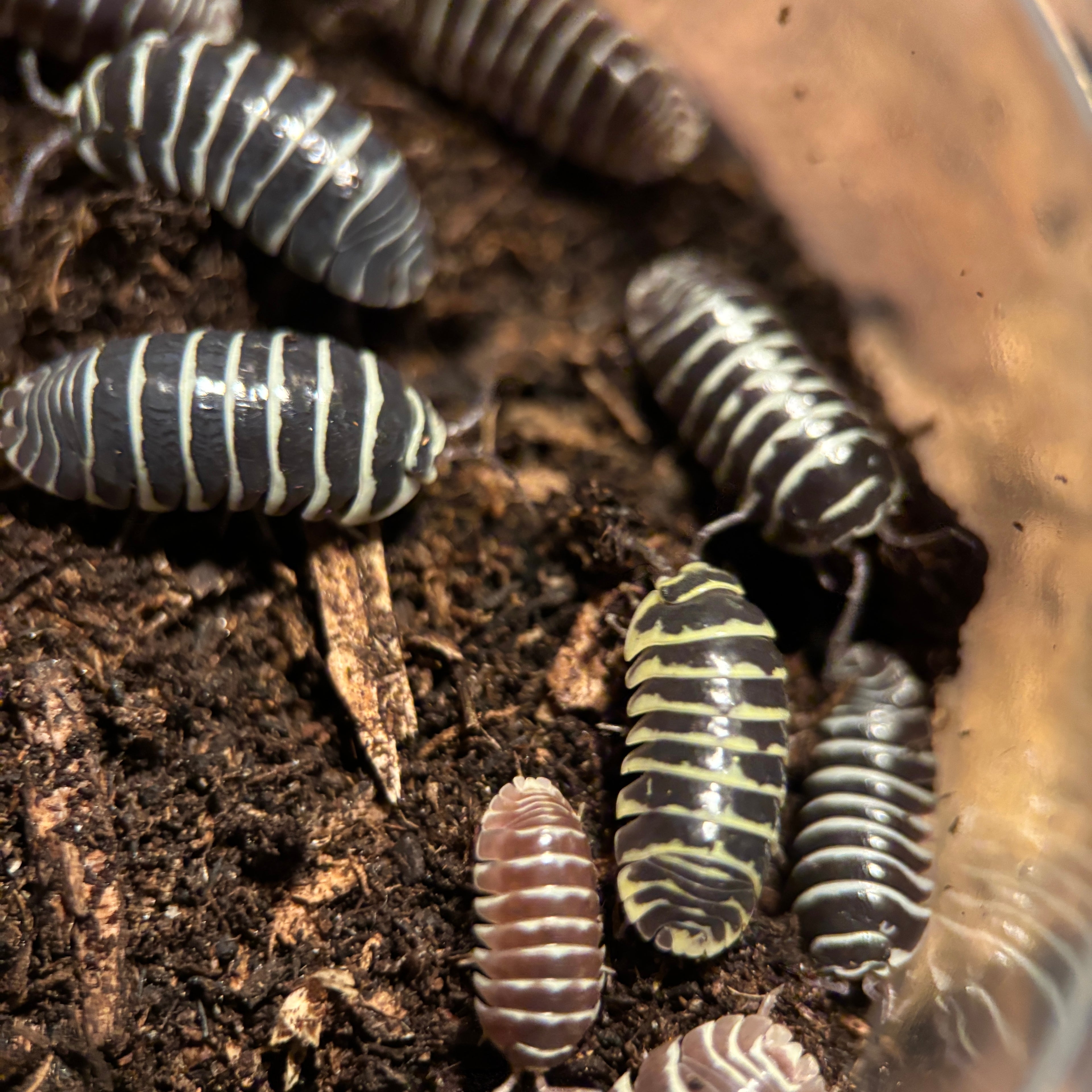 Armadillidium Maculatum “Zebra Mix”