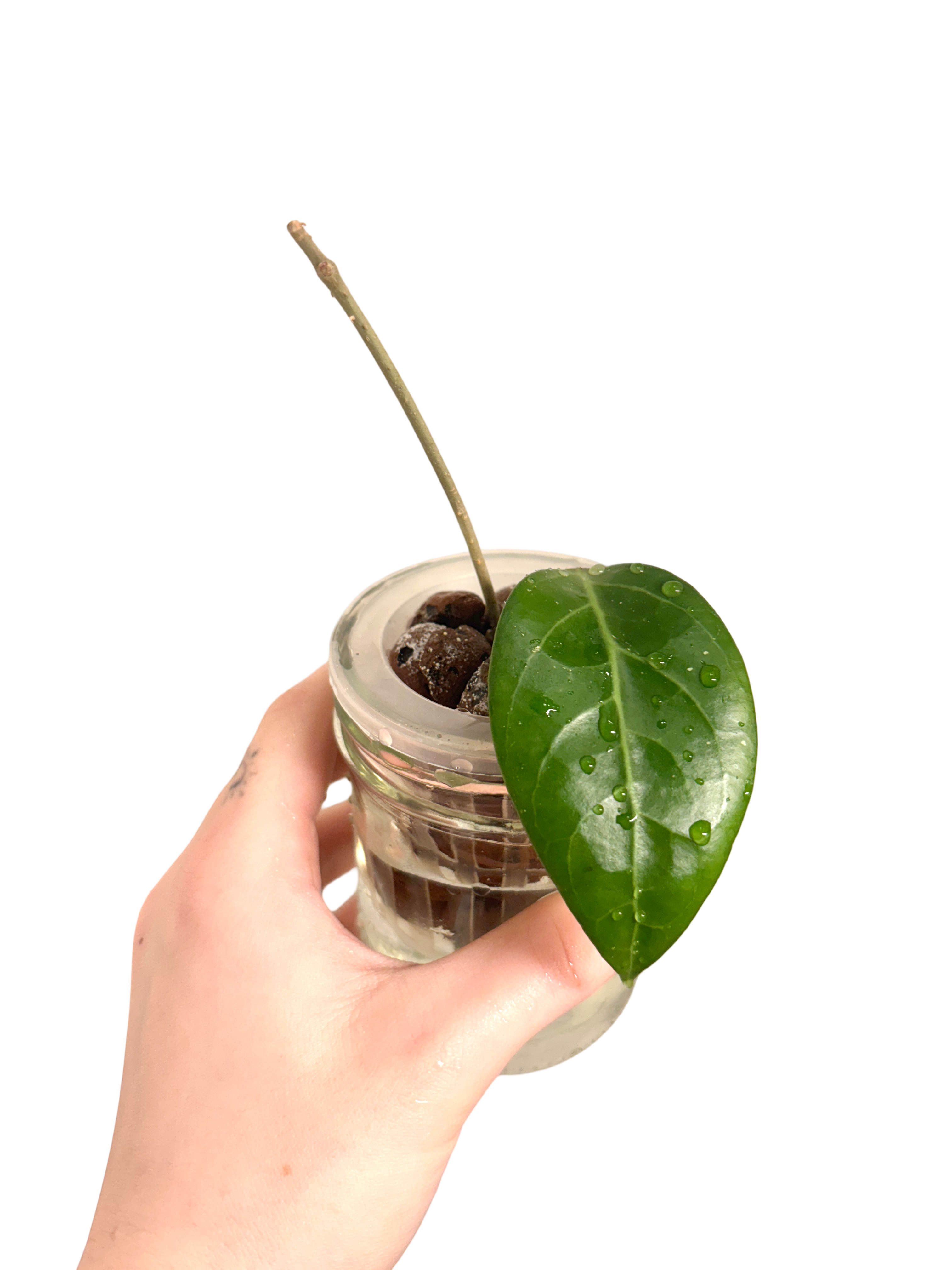 Hoya Verticillata sp. Tanggamus