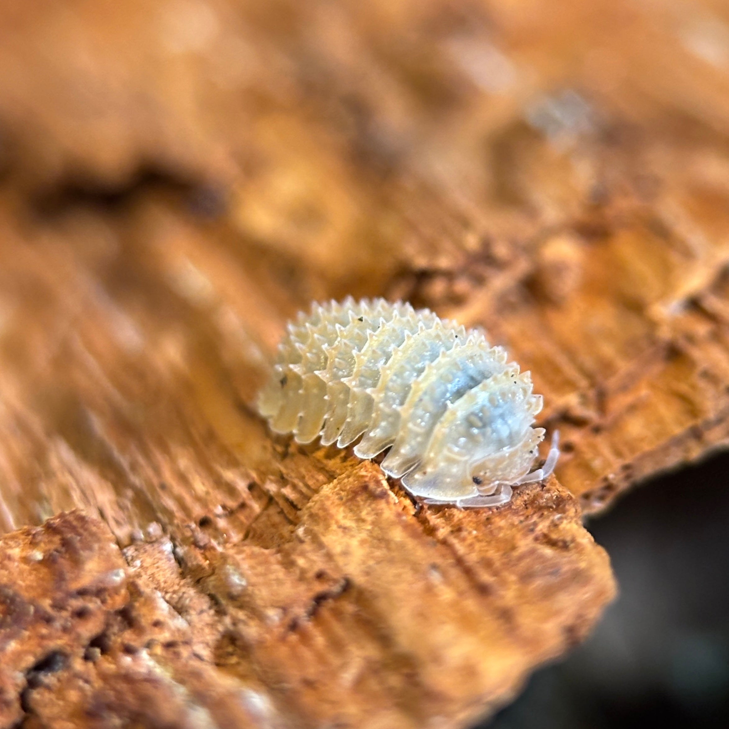 Cristarmadillidium Muricatum “Pineapple”