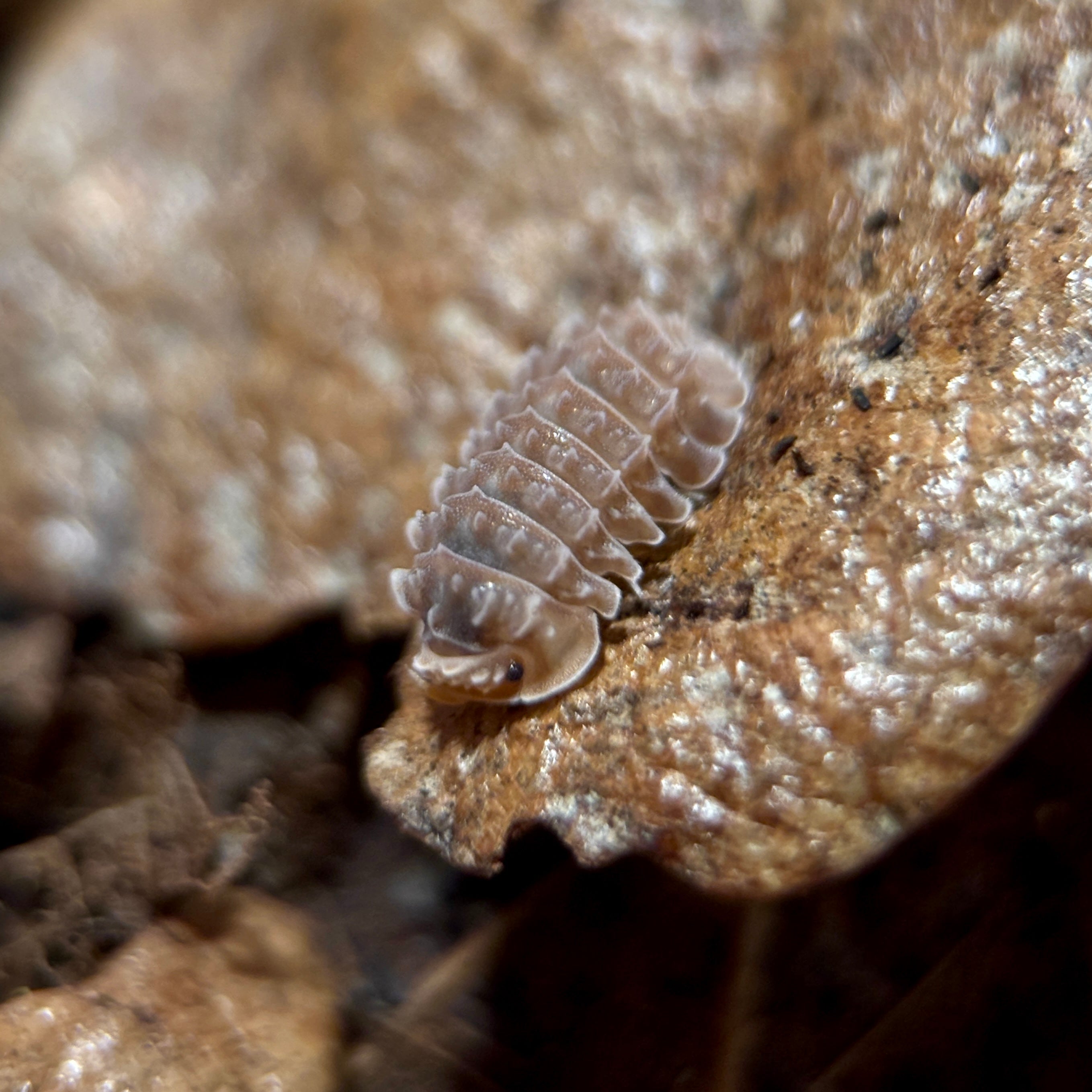 Isopoda sp. “Ancient Gator”
