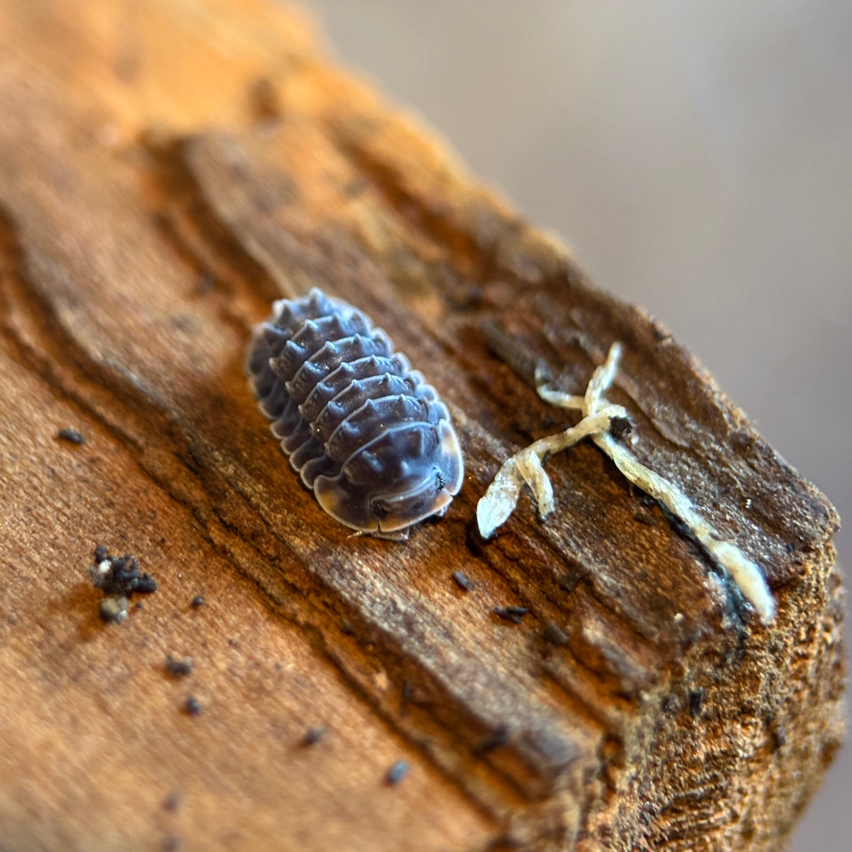 Isopoda sp. “Shiny Gator” Isopods