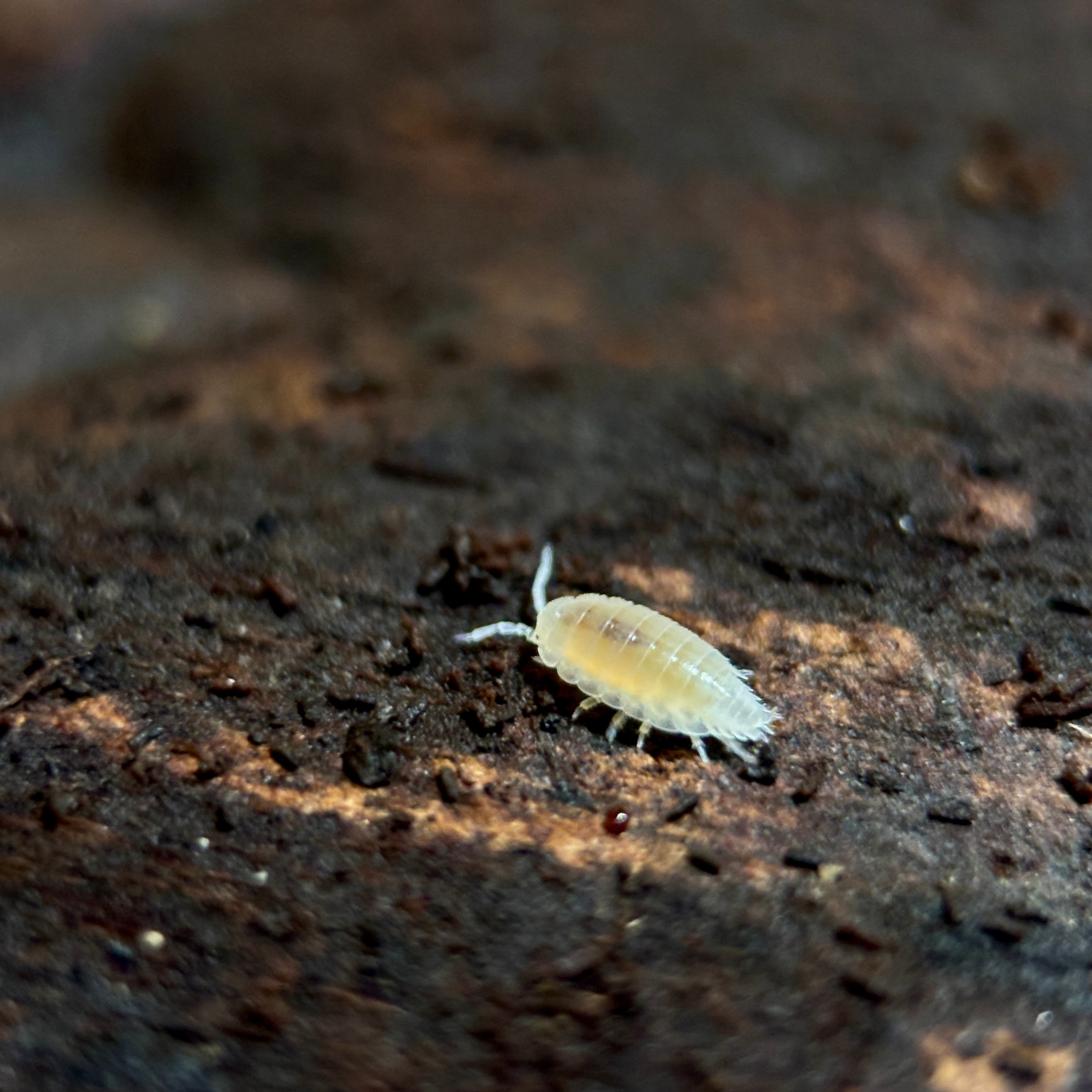 Trichorhina Tomentosa “Dwarf White”