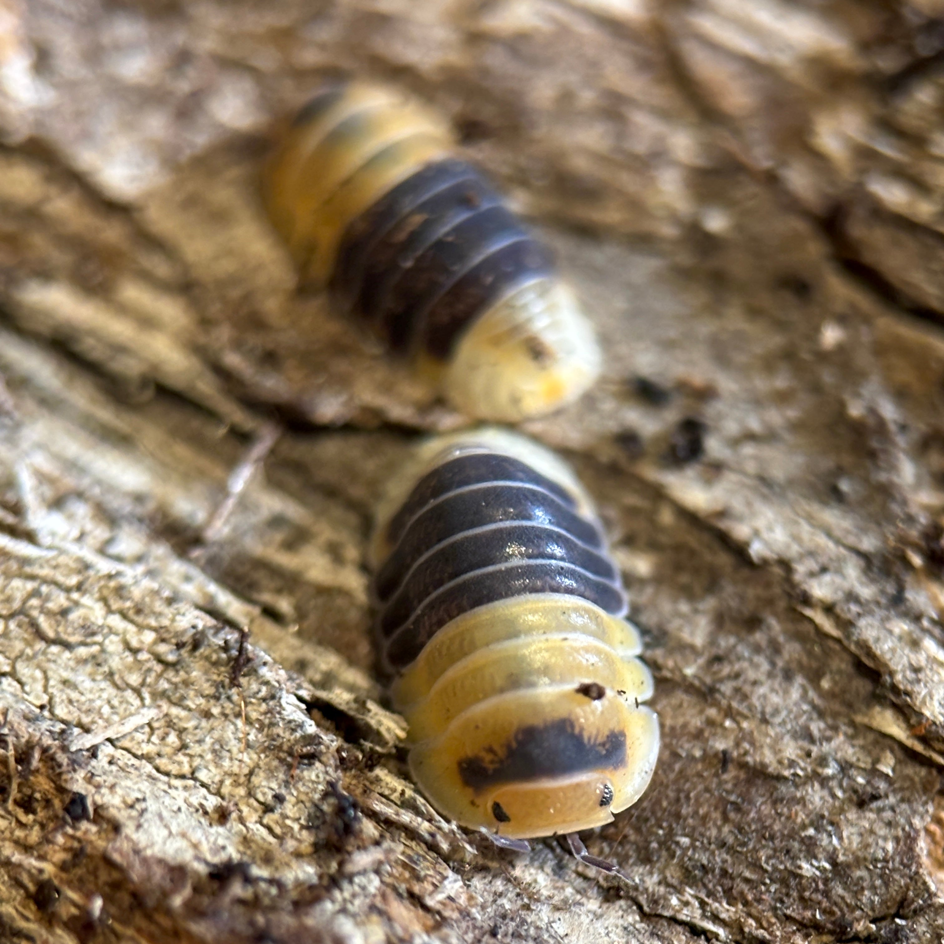 Cubaris sp. “Bumblebee”