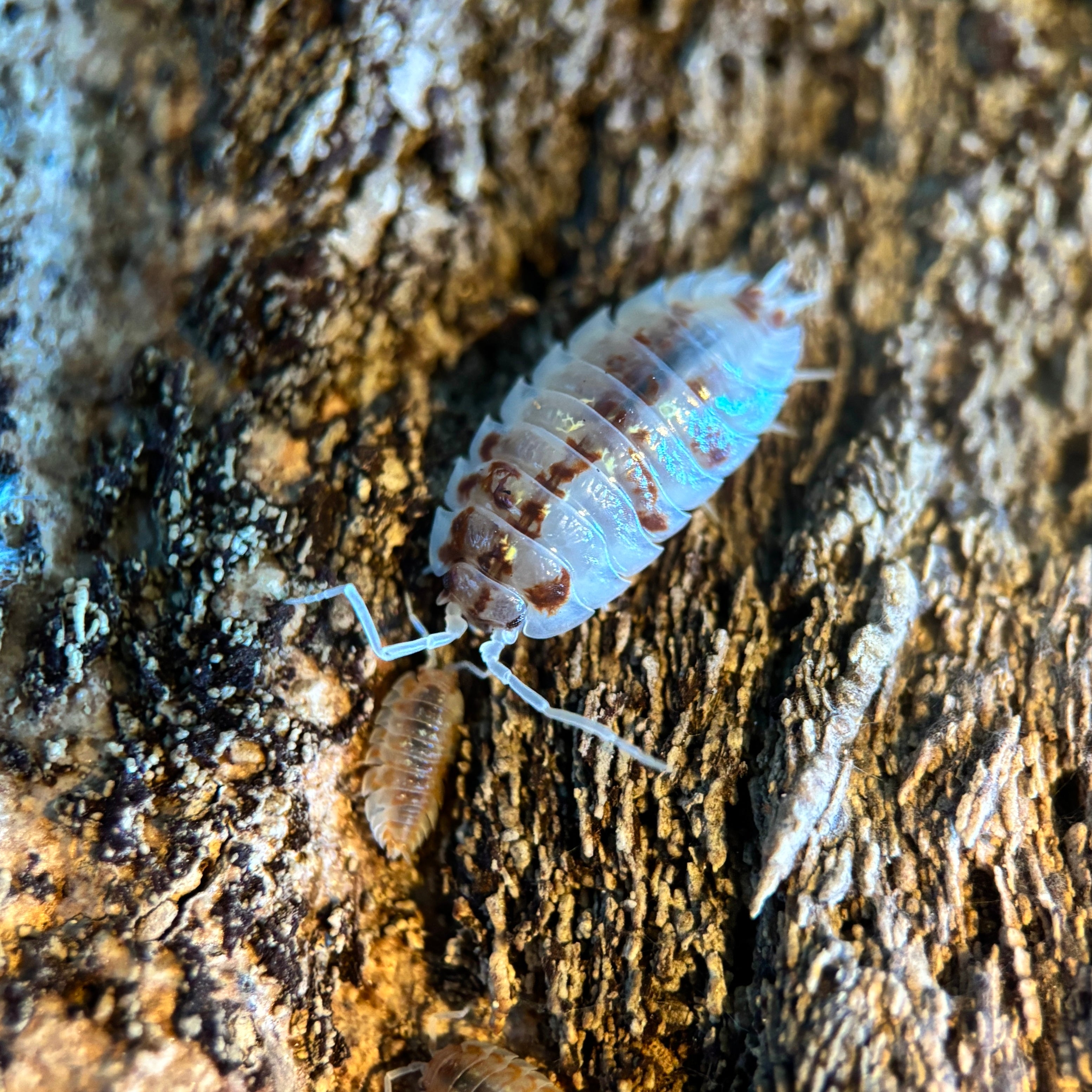Oniscus Asellus “Orange Mardi Gras” Isopods