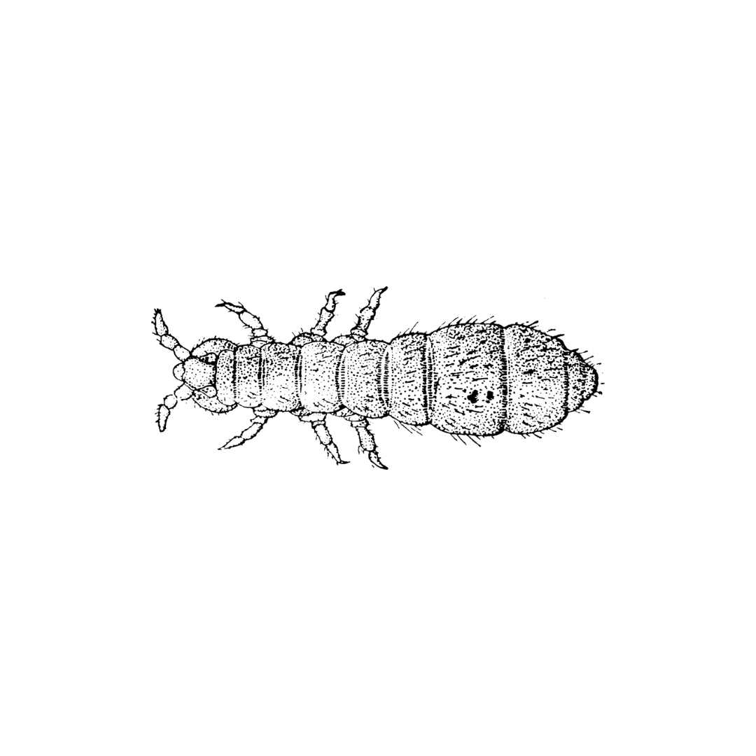 Collembola sp. “White Springtails”