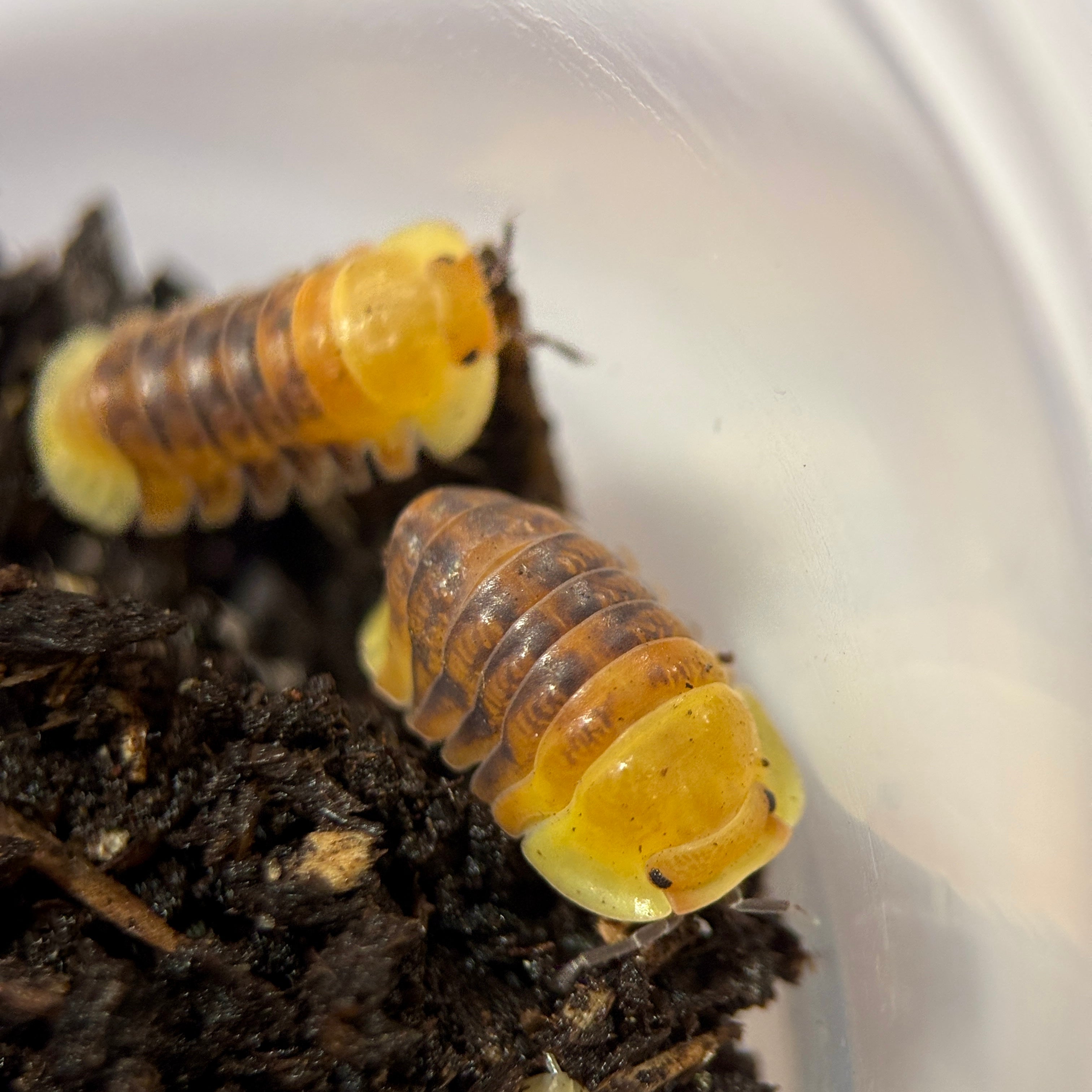 Cubaris sp. “Pink Rubber Ducky”