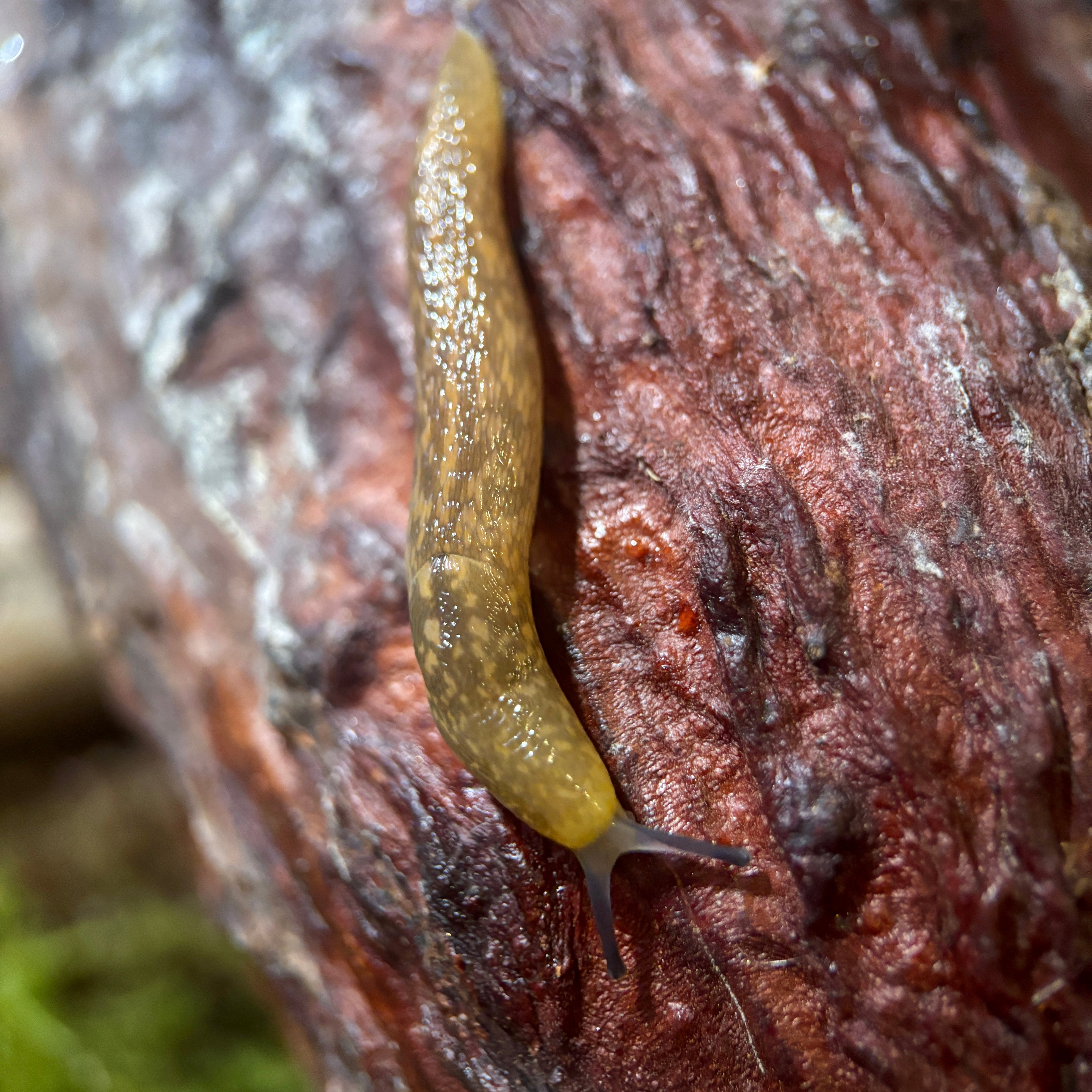 Limacus Flavus “Yellow Cellar Slug”