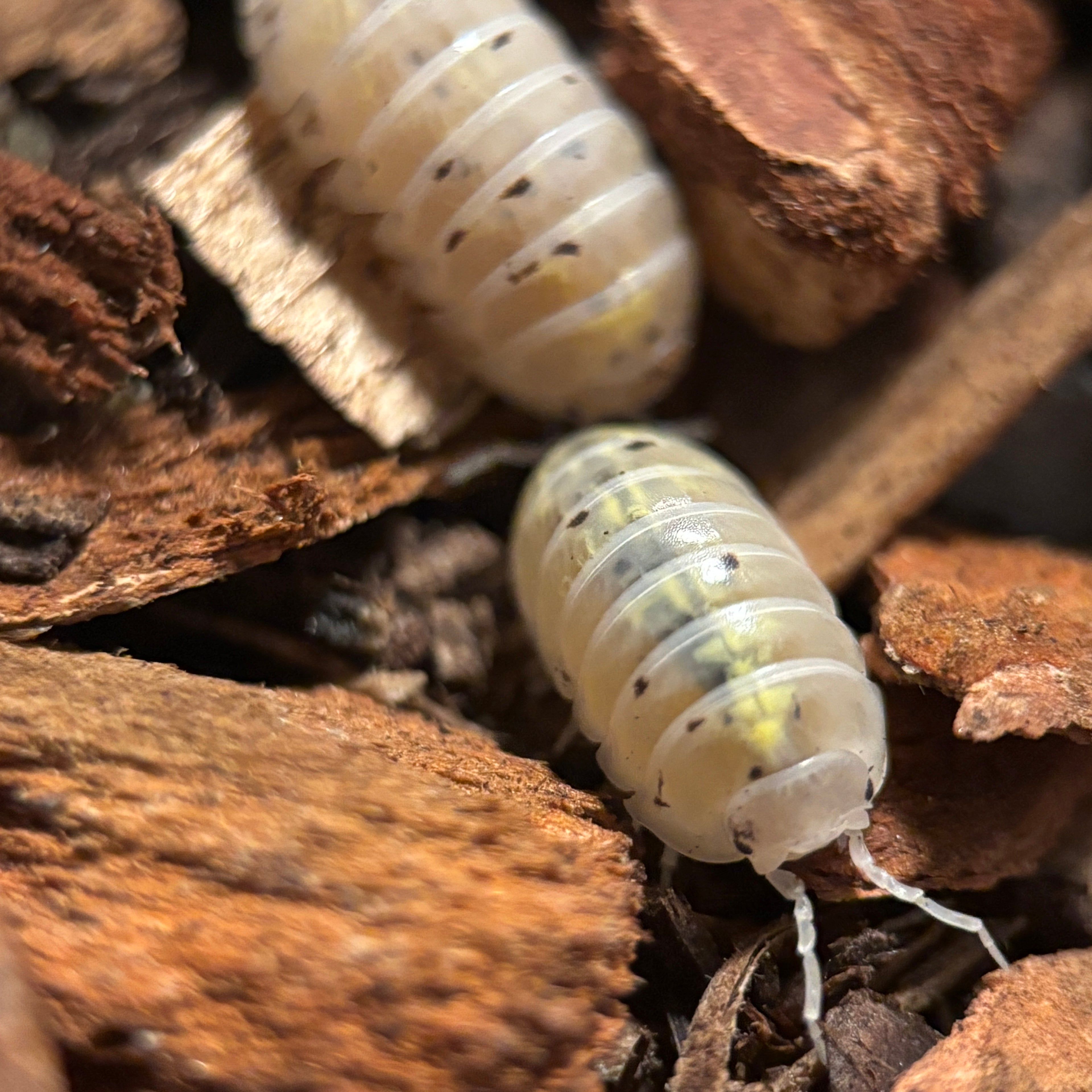 Armadillidium Vulgare “Magic Potion”