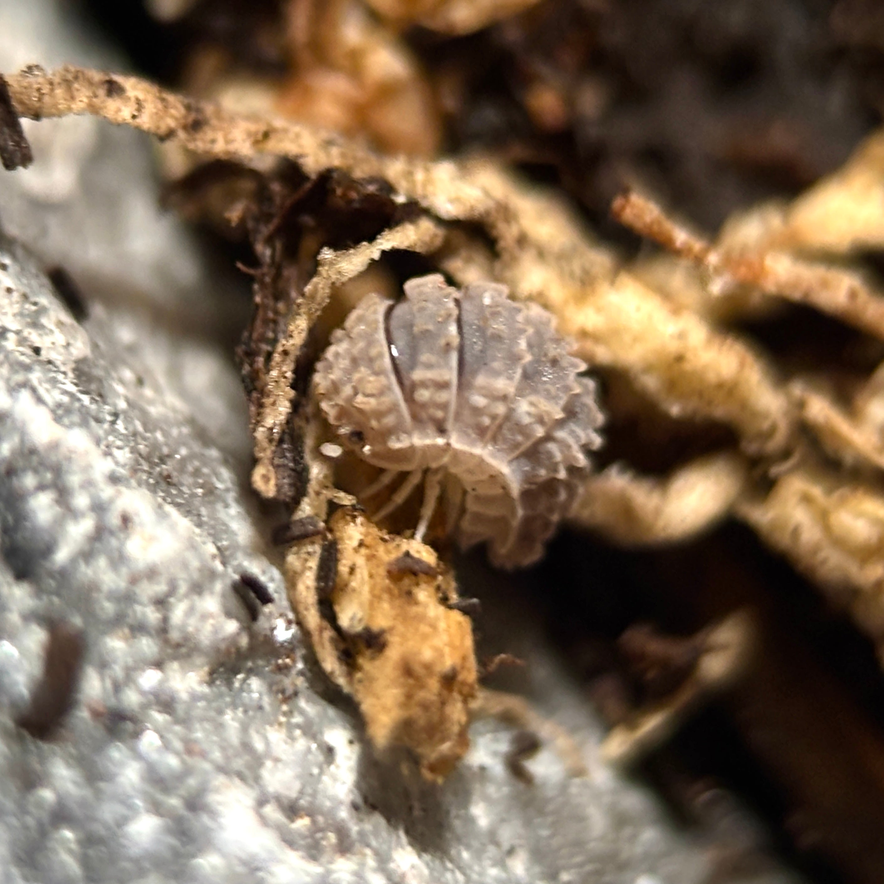 Reductoniscus Tuberculatus “Borneo Gator”