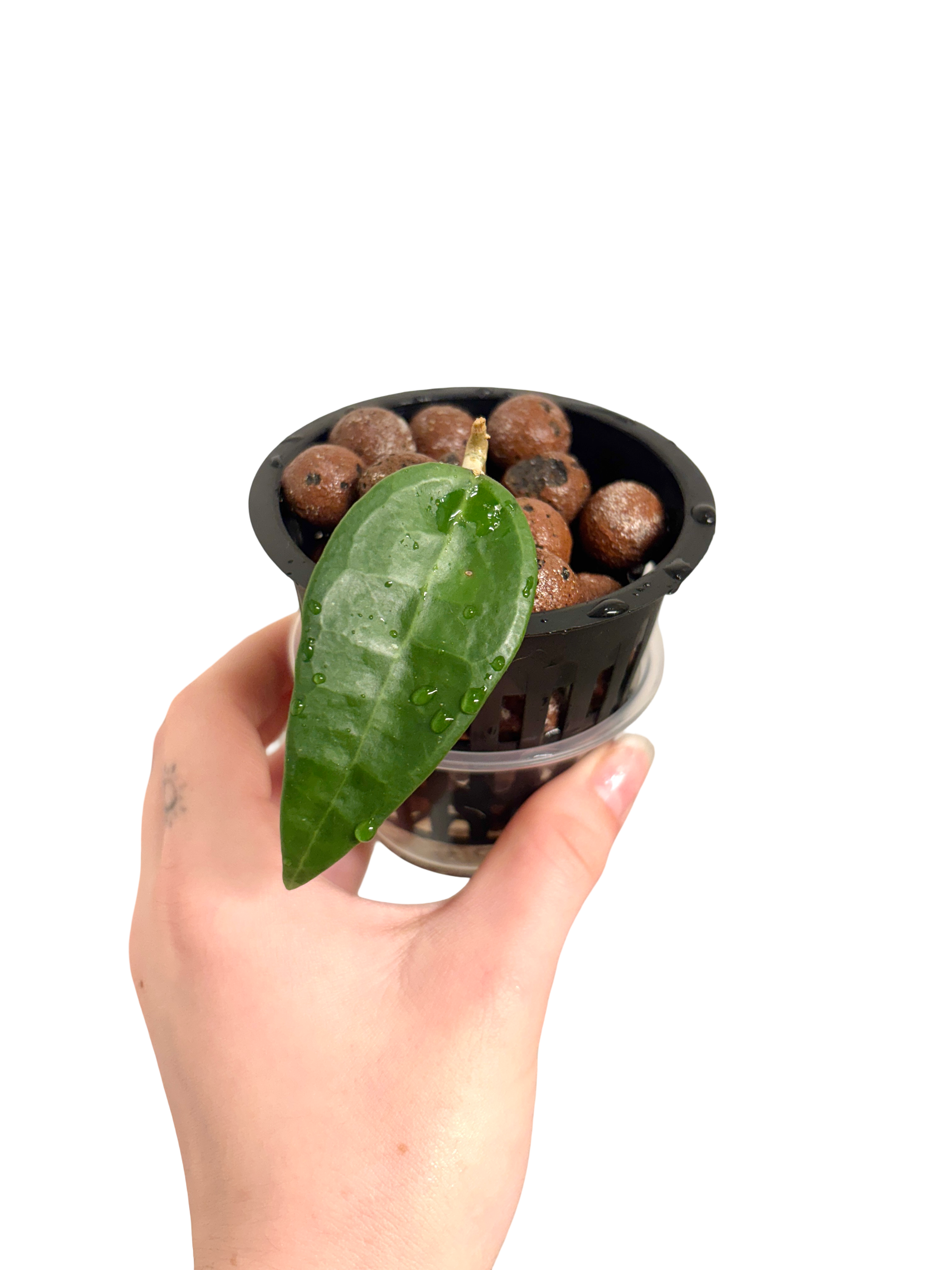 Hoya Ah-01 sp. Indonesia