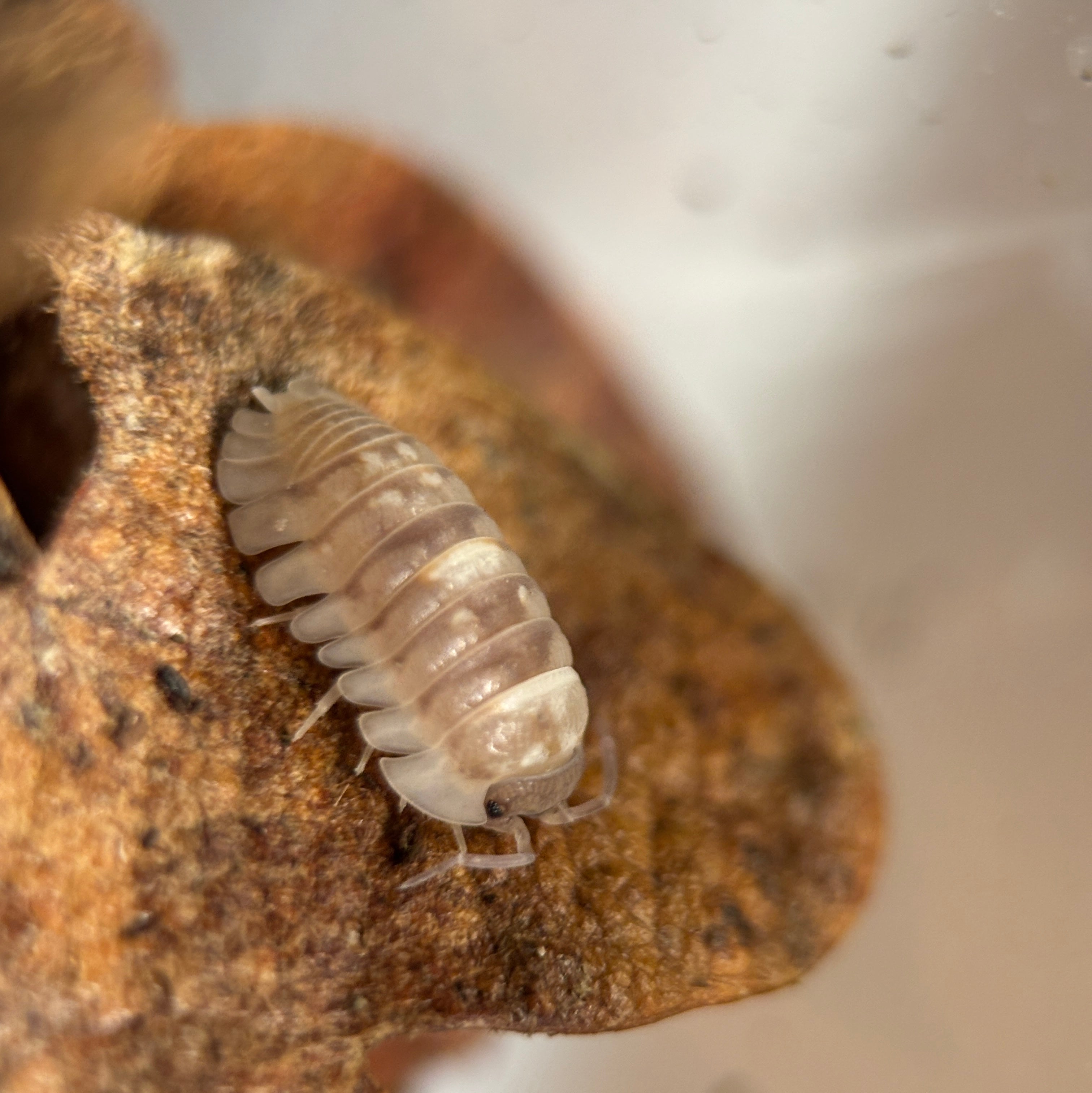 Armadillidium Espanyoli “Marbleized” Isopods