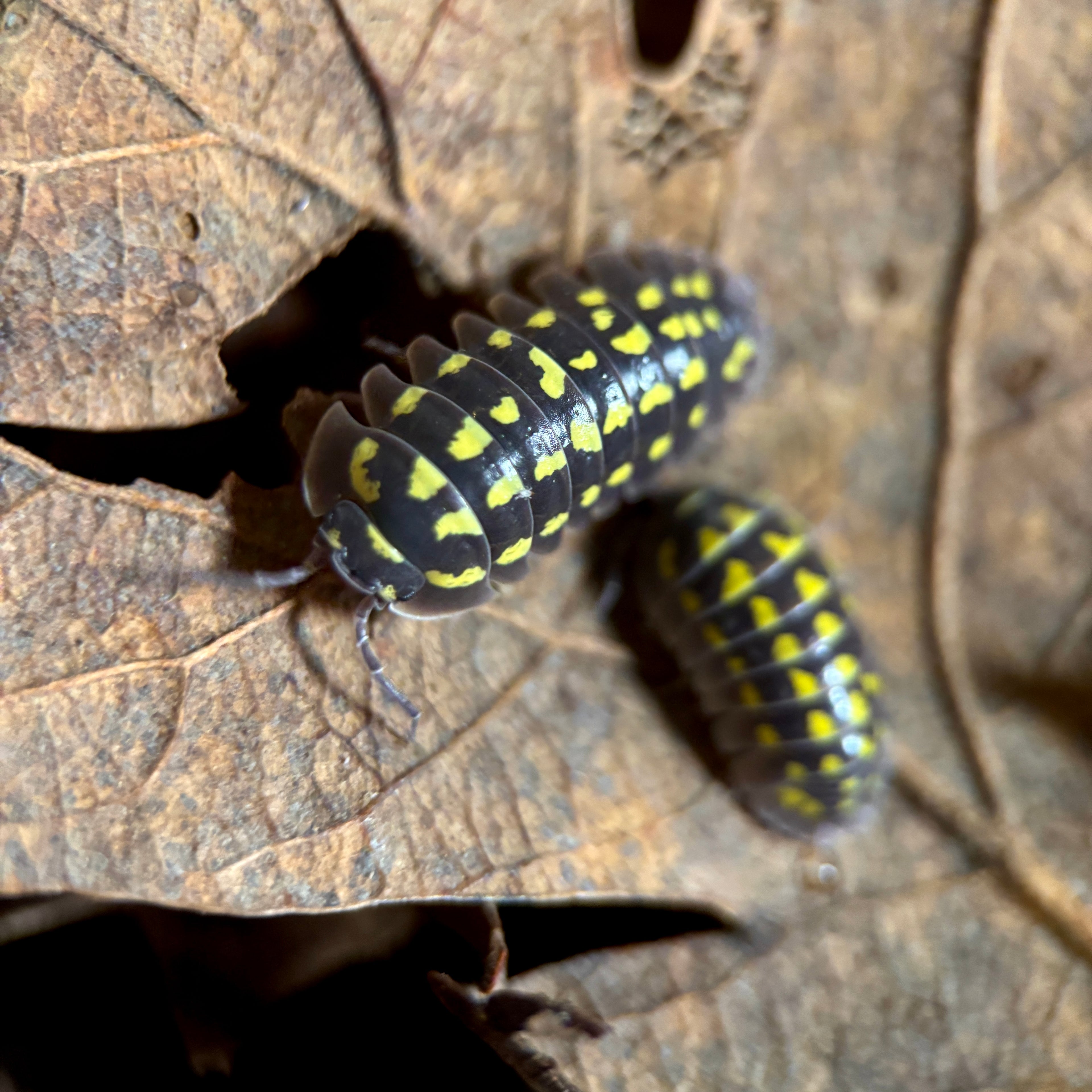 Armadillidium Gestroi “Yellow Spotted”