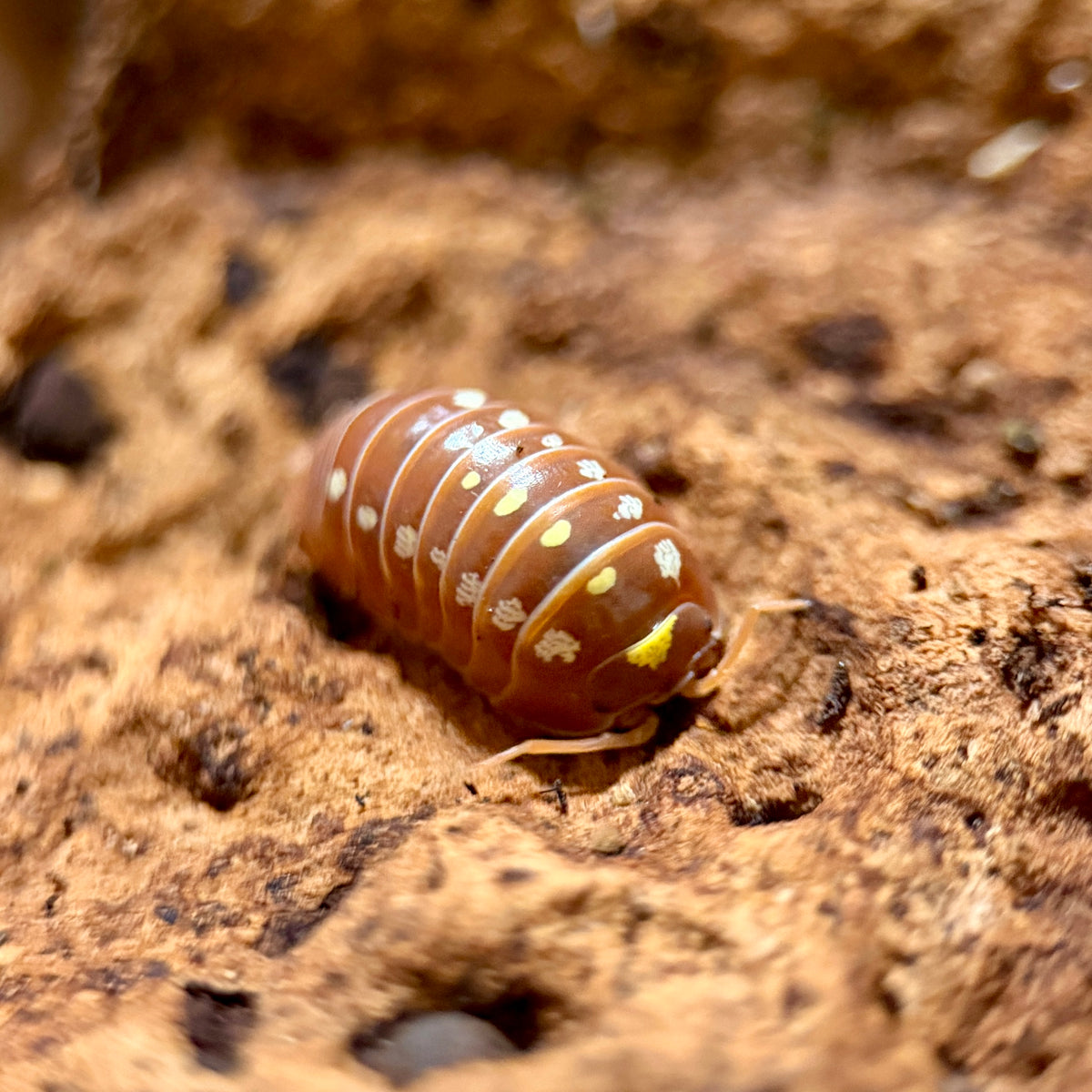 Armadillidium Klugii “Orange Montenegro Clown”