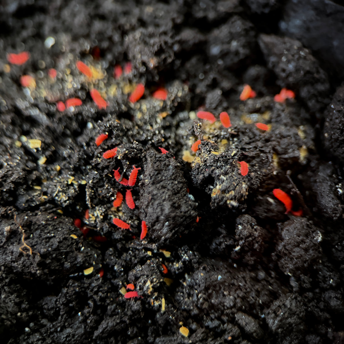 Lobella sp. “Thai Red Springtails”