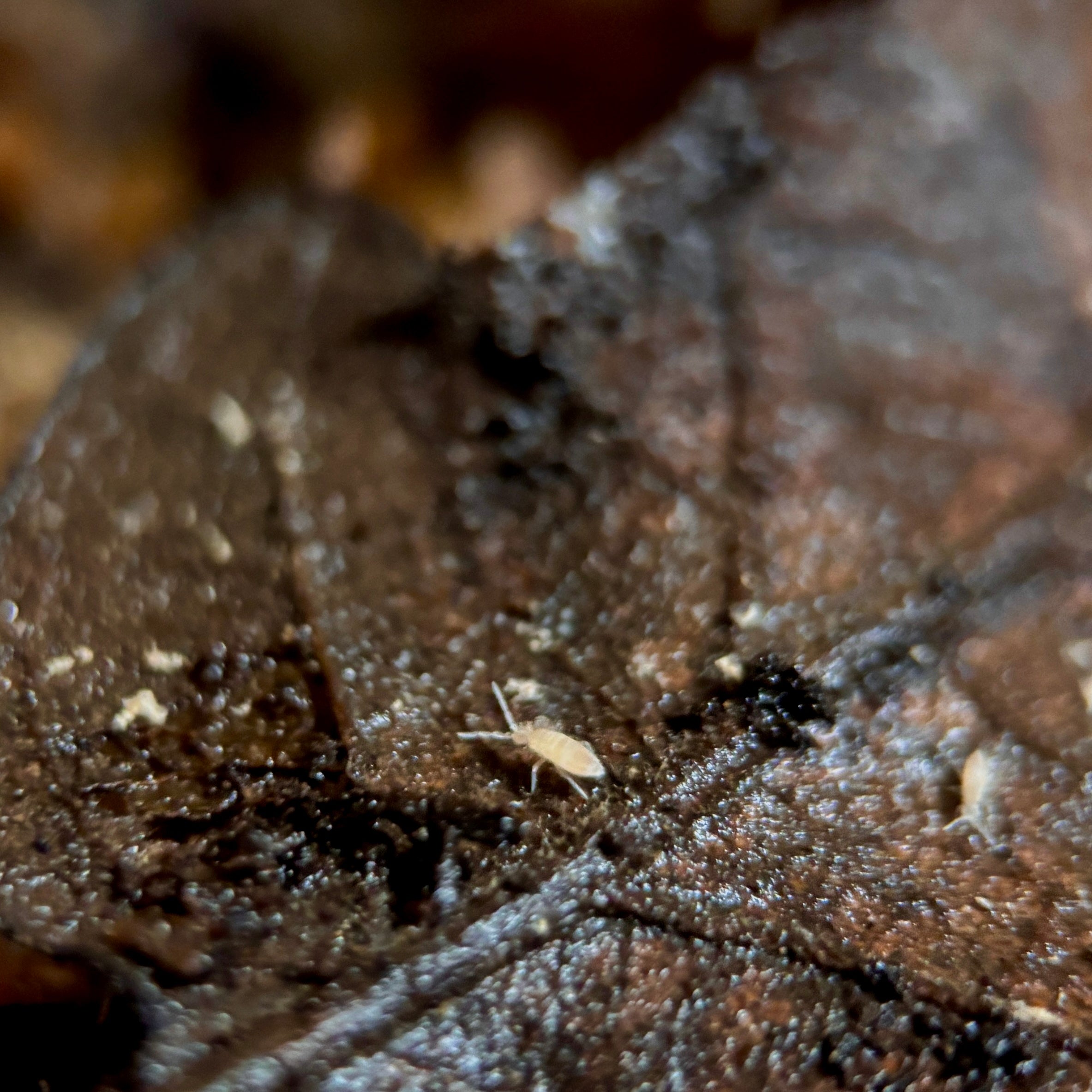 Sinella Curviseta “Pink Springtails”
