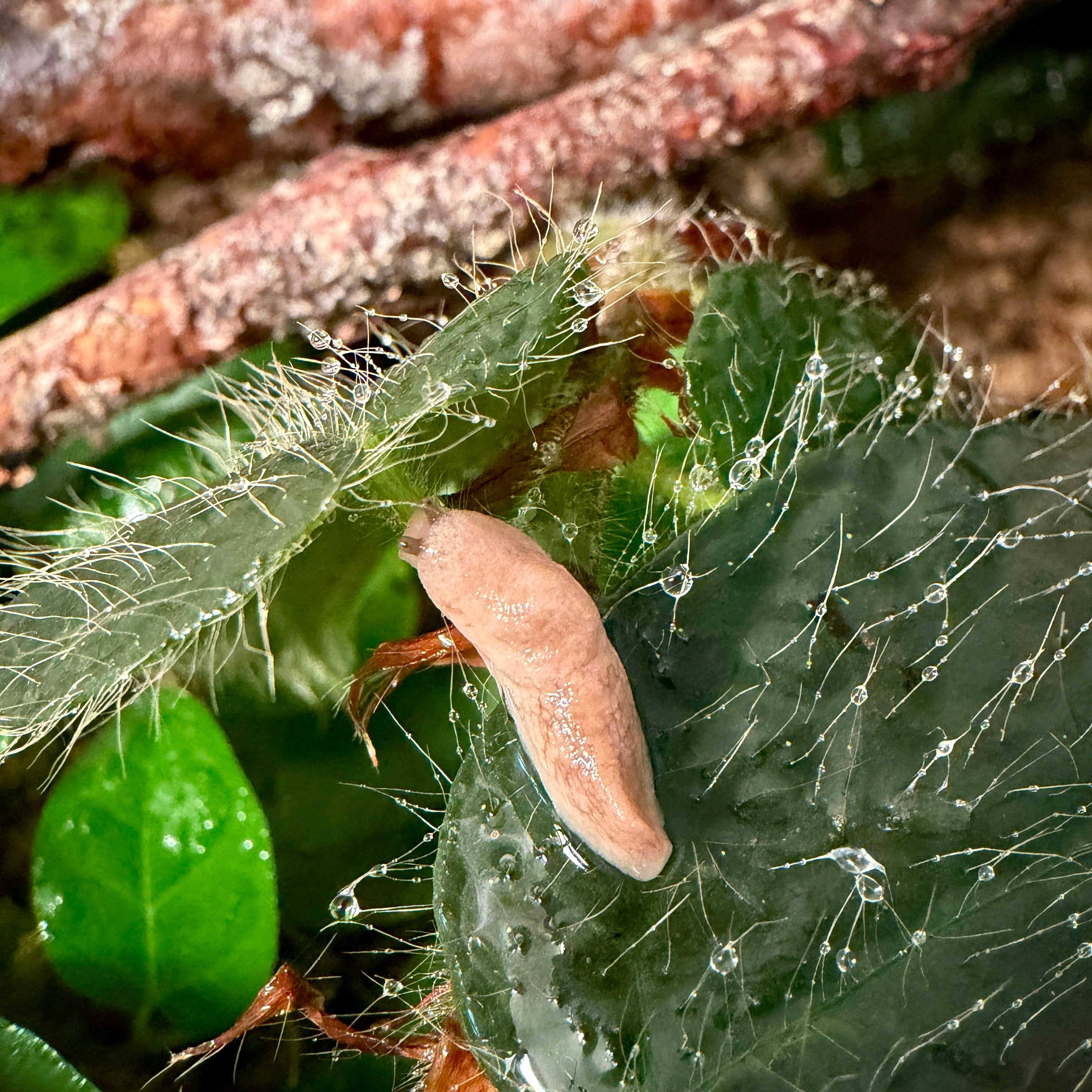 Deroceras Reticulatum “Milky Slug”