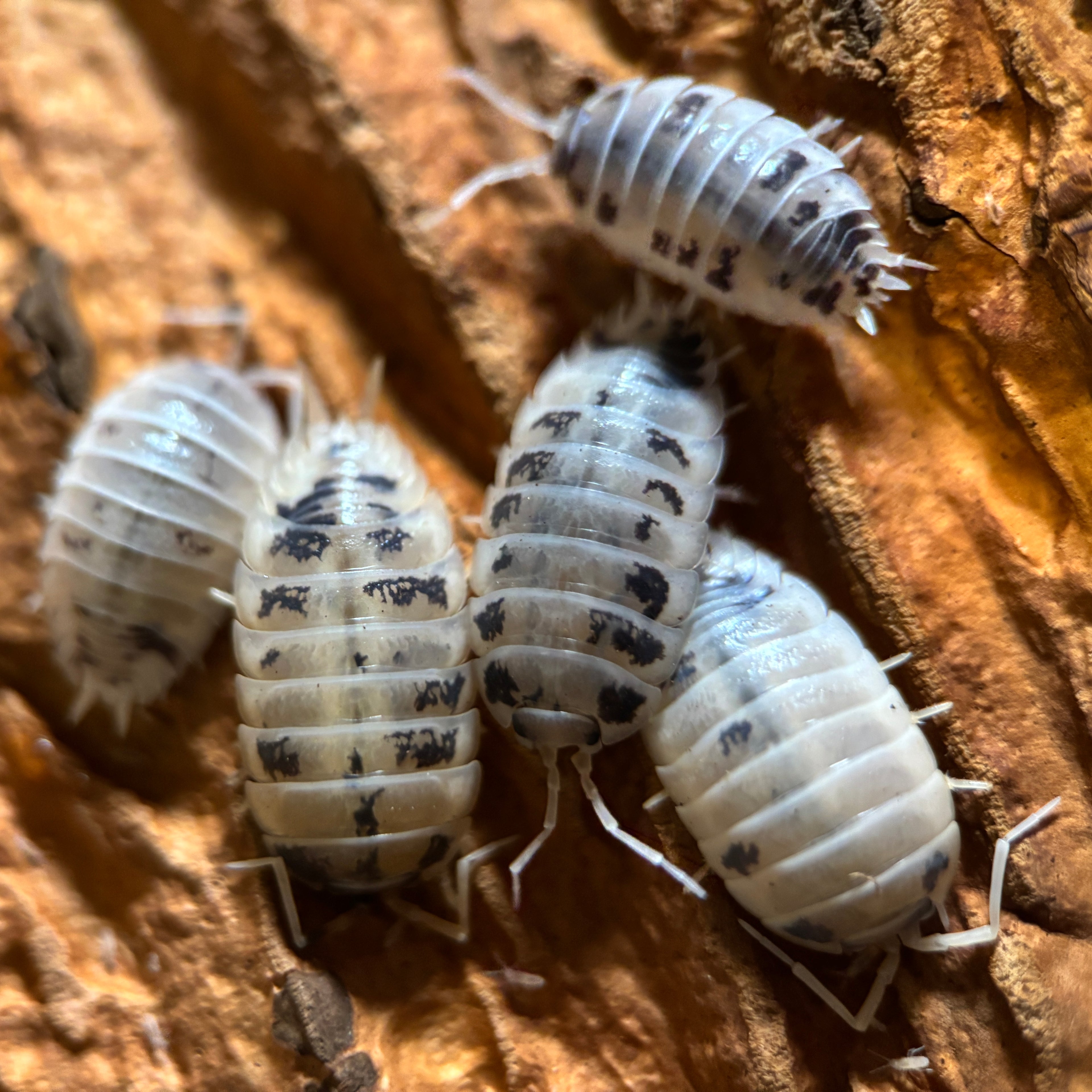 Porcellio Laevis “Dairy Cow”