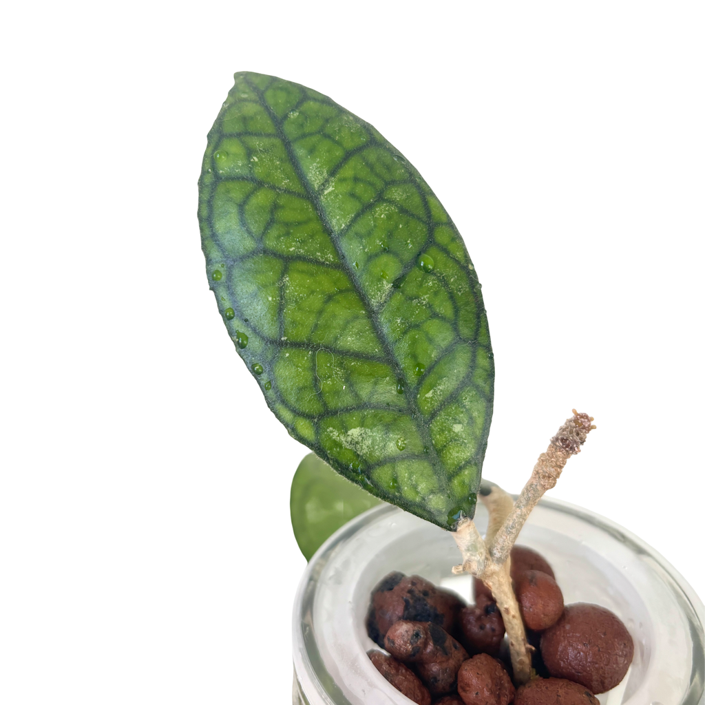 Hoya Ranauensis