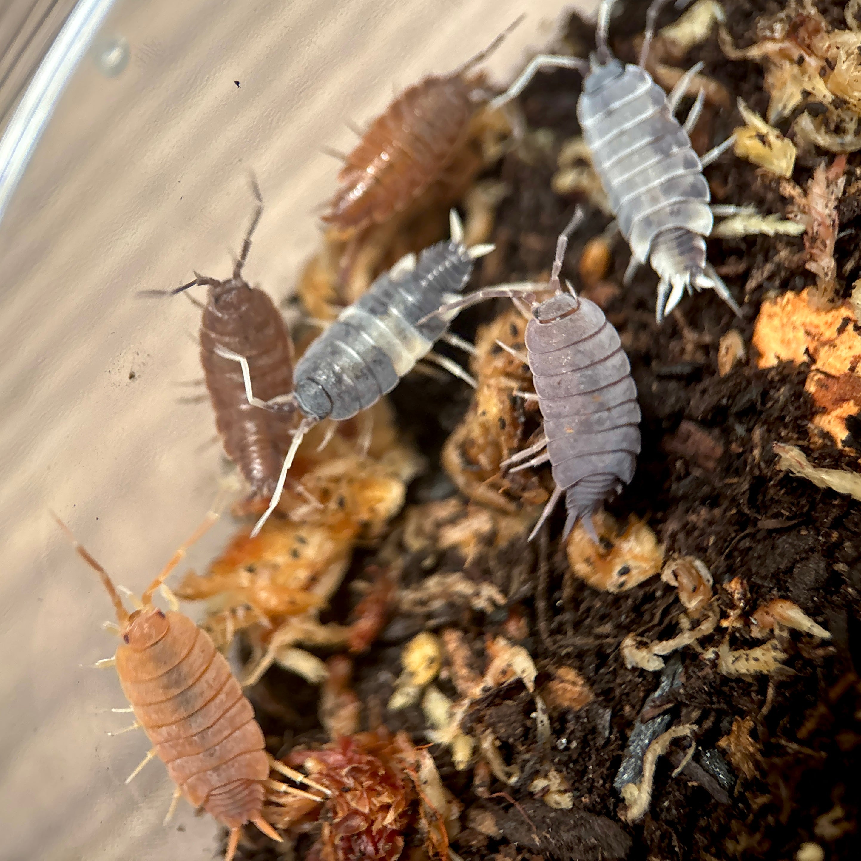 Porcellionides Pruinosus “Powder Mix”