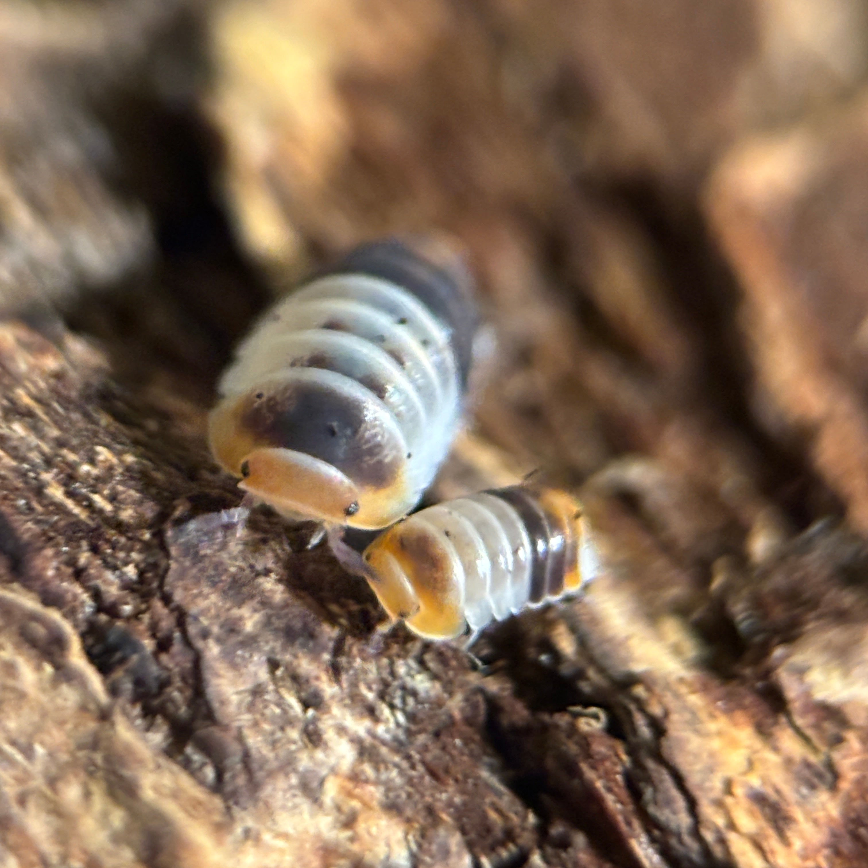 Cubaris sp. “White Shark”