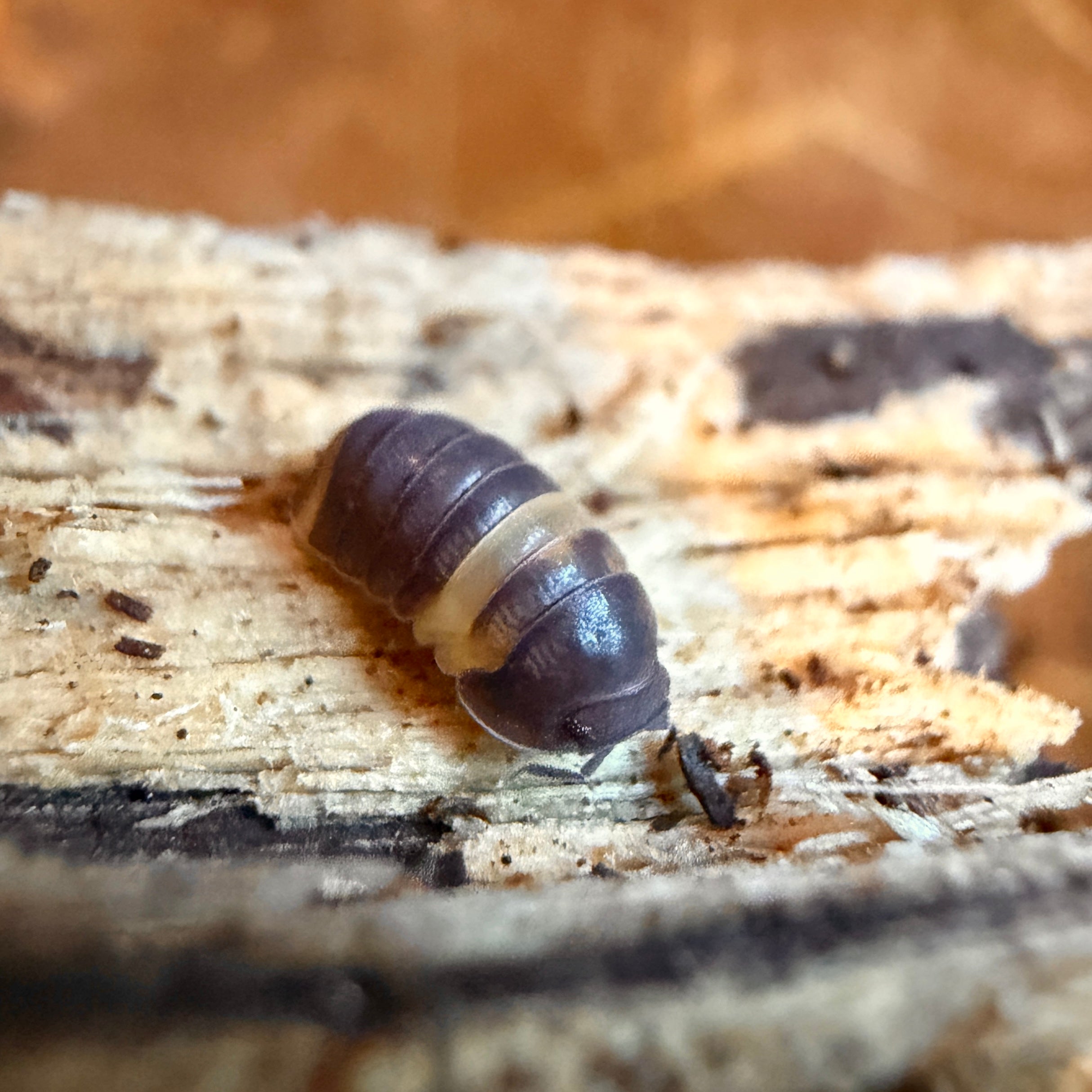 Cubaris sp. “R13 Ducky” Isopods