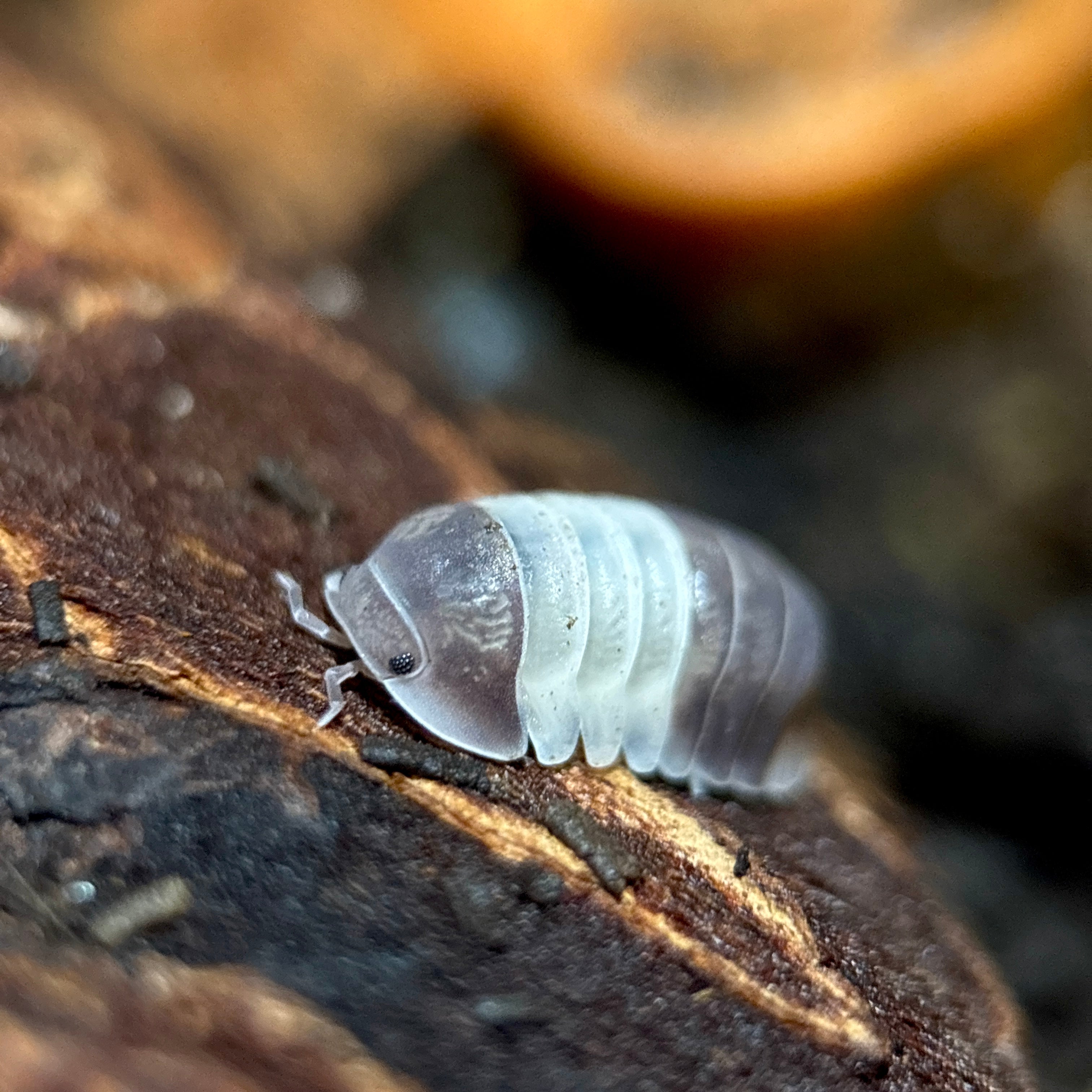 Cubaris sp. “Panda King”
