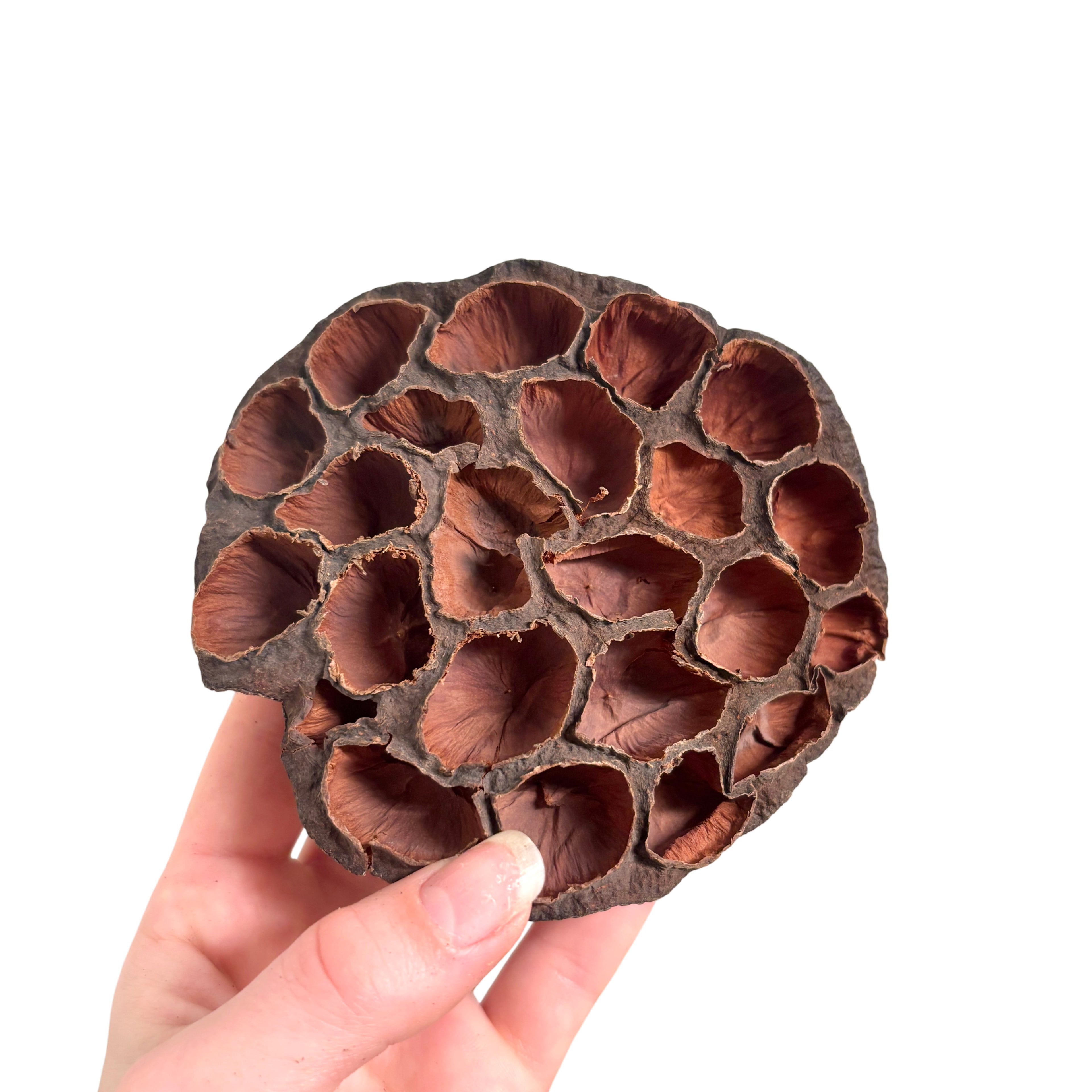 Large Lotus Pod