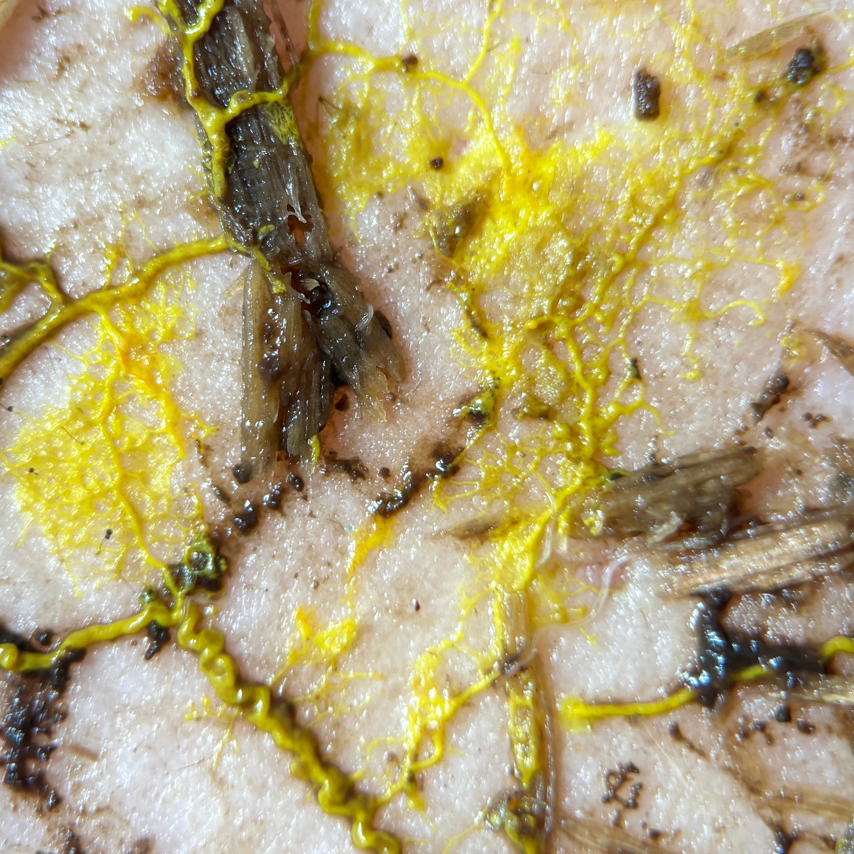Yellow Slime Mold