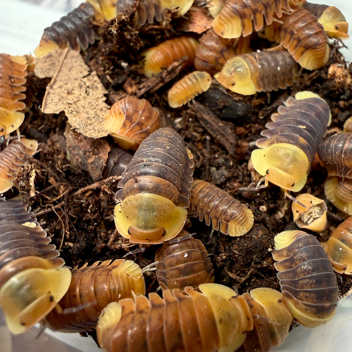 Cubaris sp. “Rubber Ducky Mix” Isopods