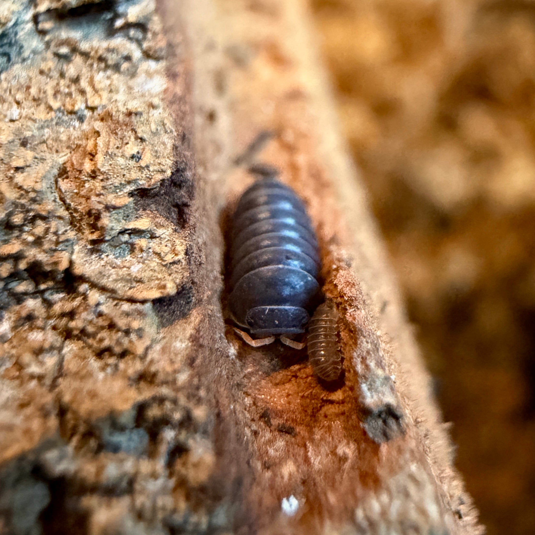 Venezillo sp. “Red Antennae” Isopods