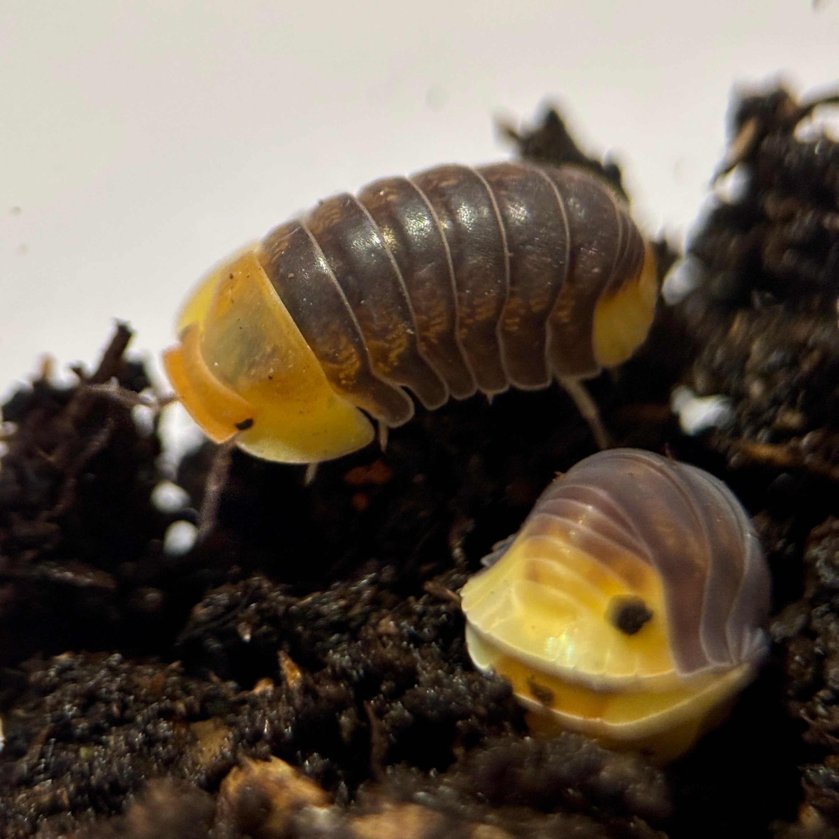 Cubaris sp. “Rubber Ducky”