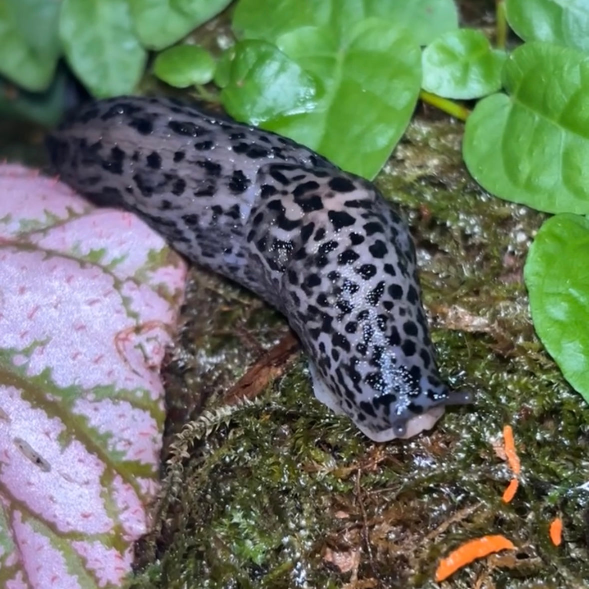 Limax Maximus “Leopard Slug”
