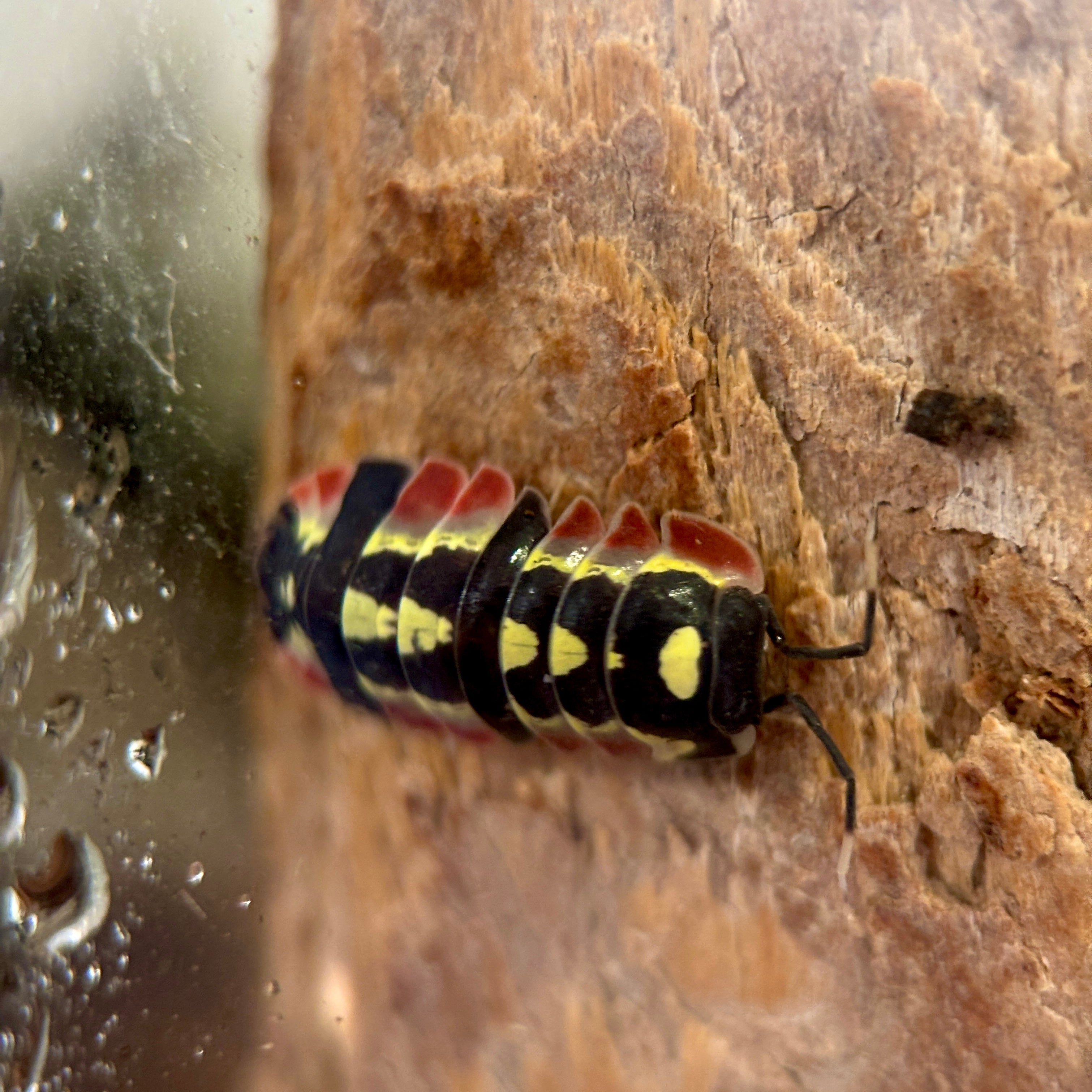 Ardentiella sp. “Red Diablo”