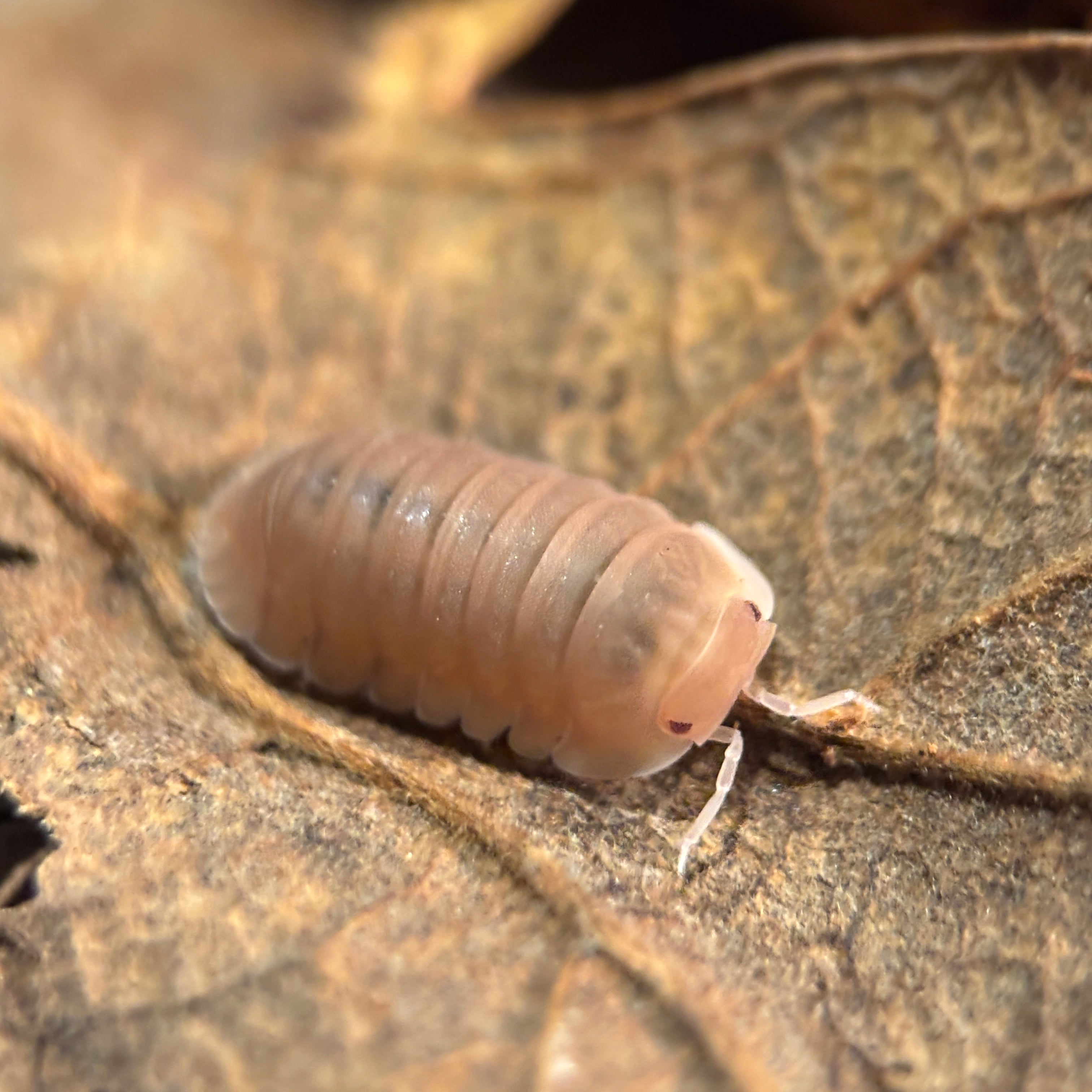 Cubaris Murina “Papaya”