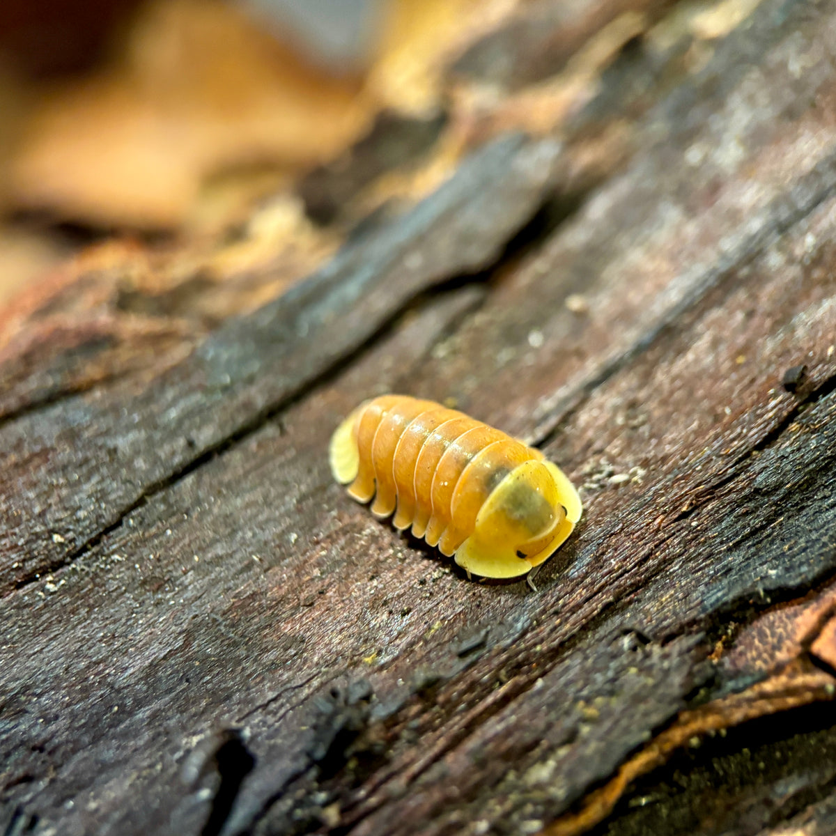 Cubaris sp. “Blonde Rubber Ducky” Isopods