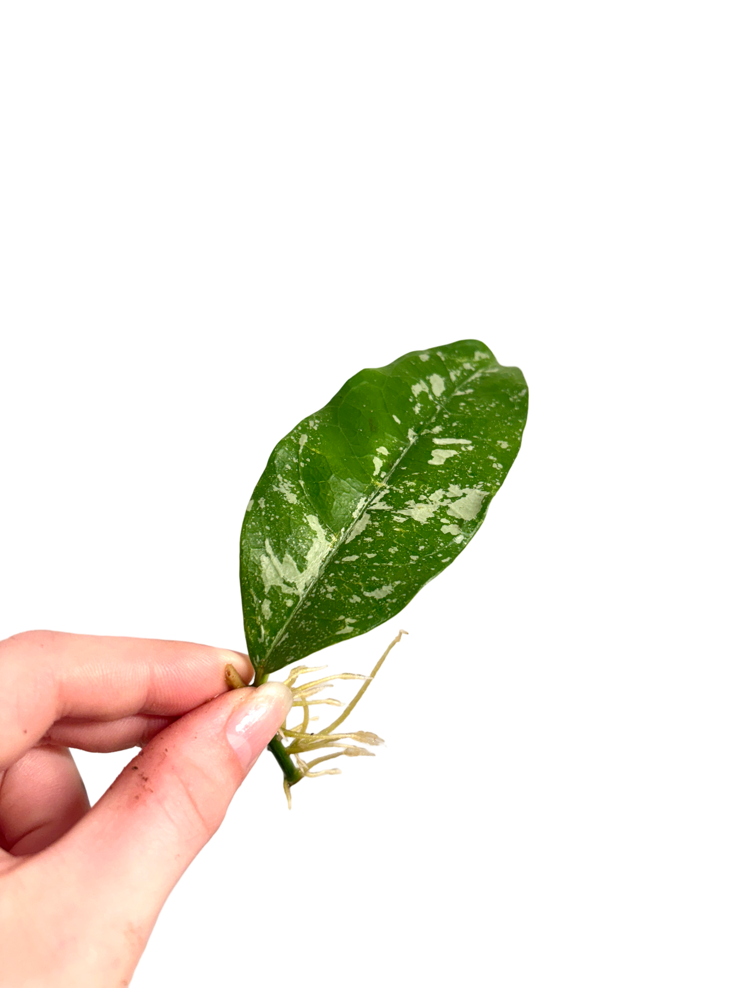 Hoya Campanulata Splash