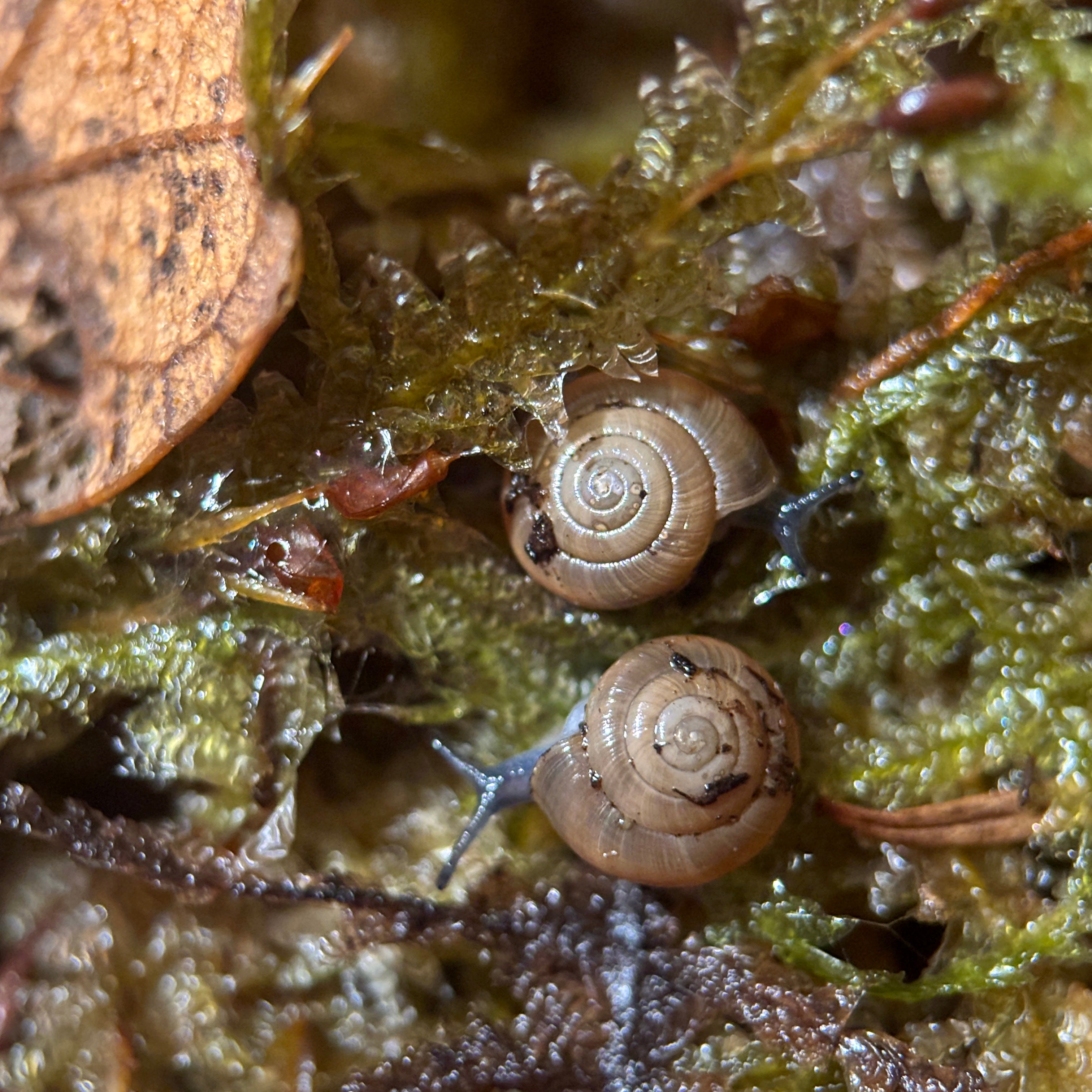Zonitoides Arboreus “Quick Gloss Snail”