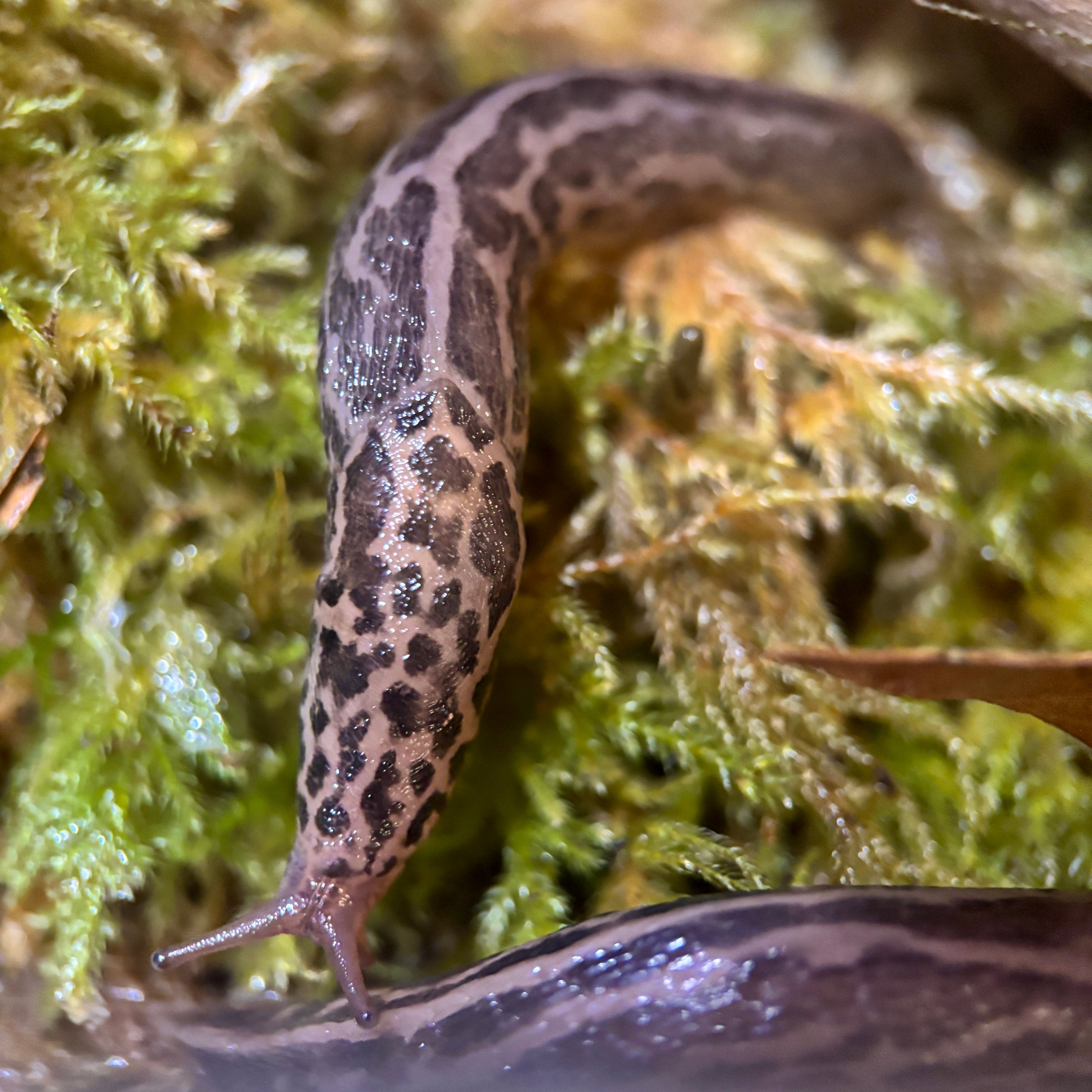 Limax Maximus “Leopard Slug”