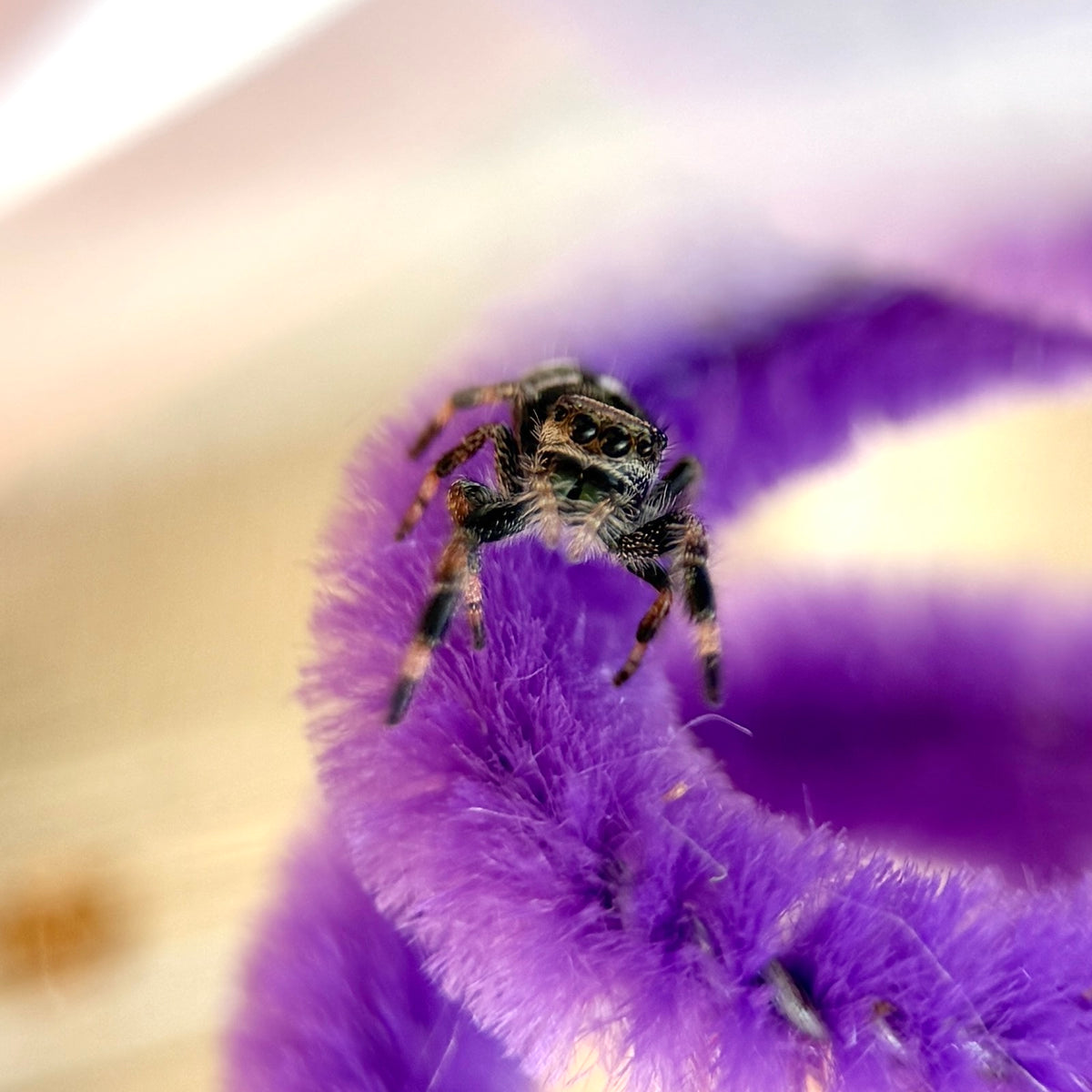 Phiddipus Regius “Regal Jumping Spider”
