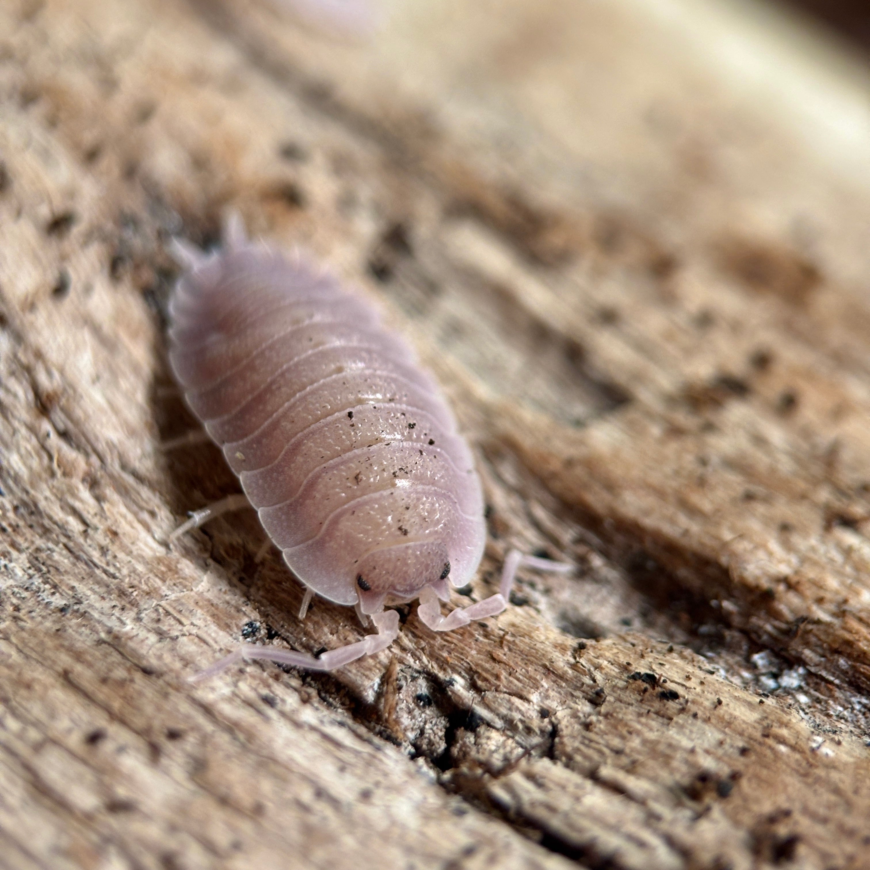 Porcellio Incanus “Baeticensis Violet”