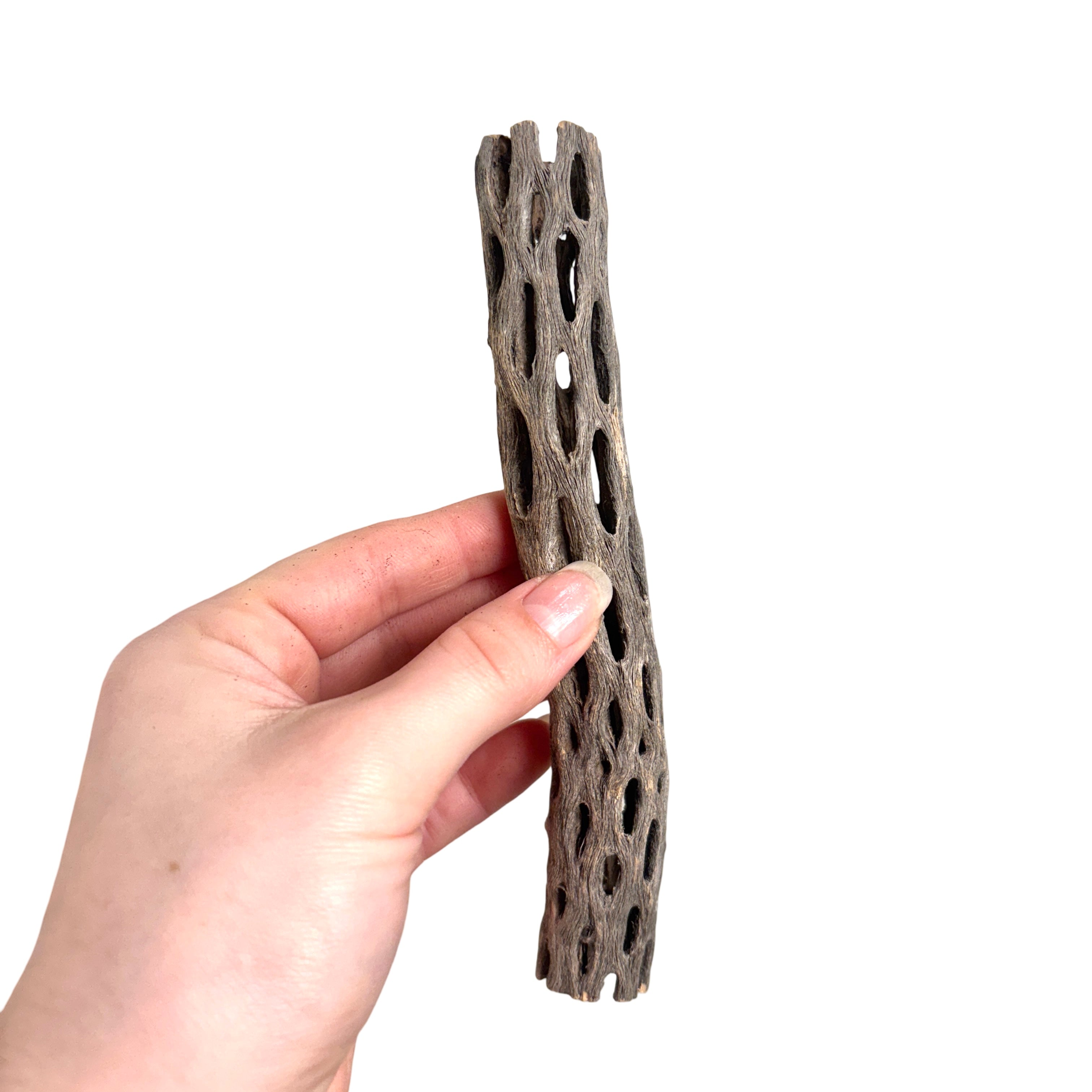 Mini Cholla Wood