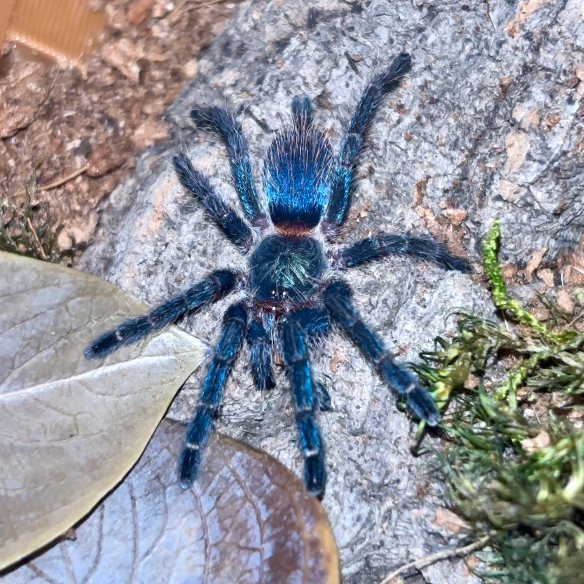 Dolichothele Diamantinensis “Brazilian Blue Dwarf Beauty”