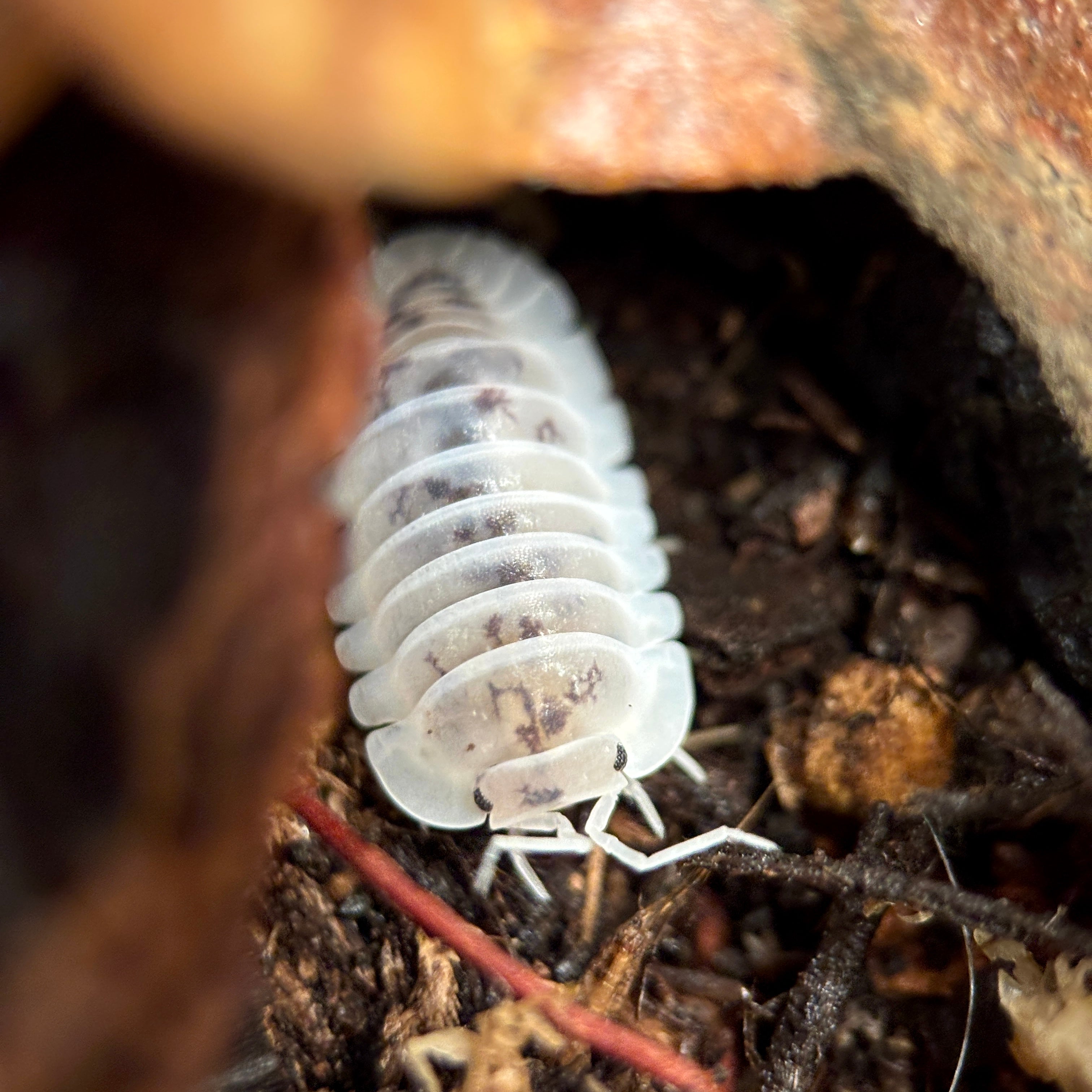 Nesodillo Archangeli “Shiro Utsuri”