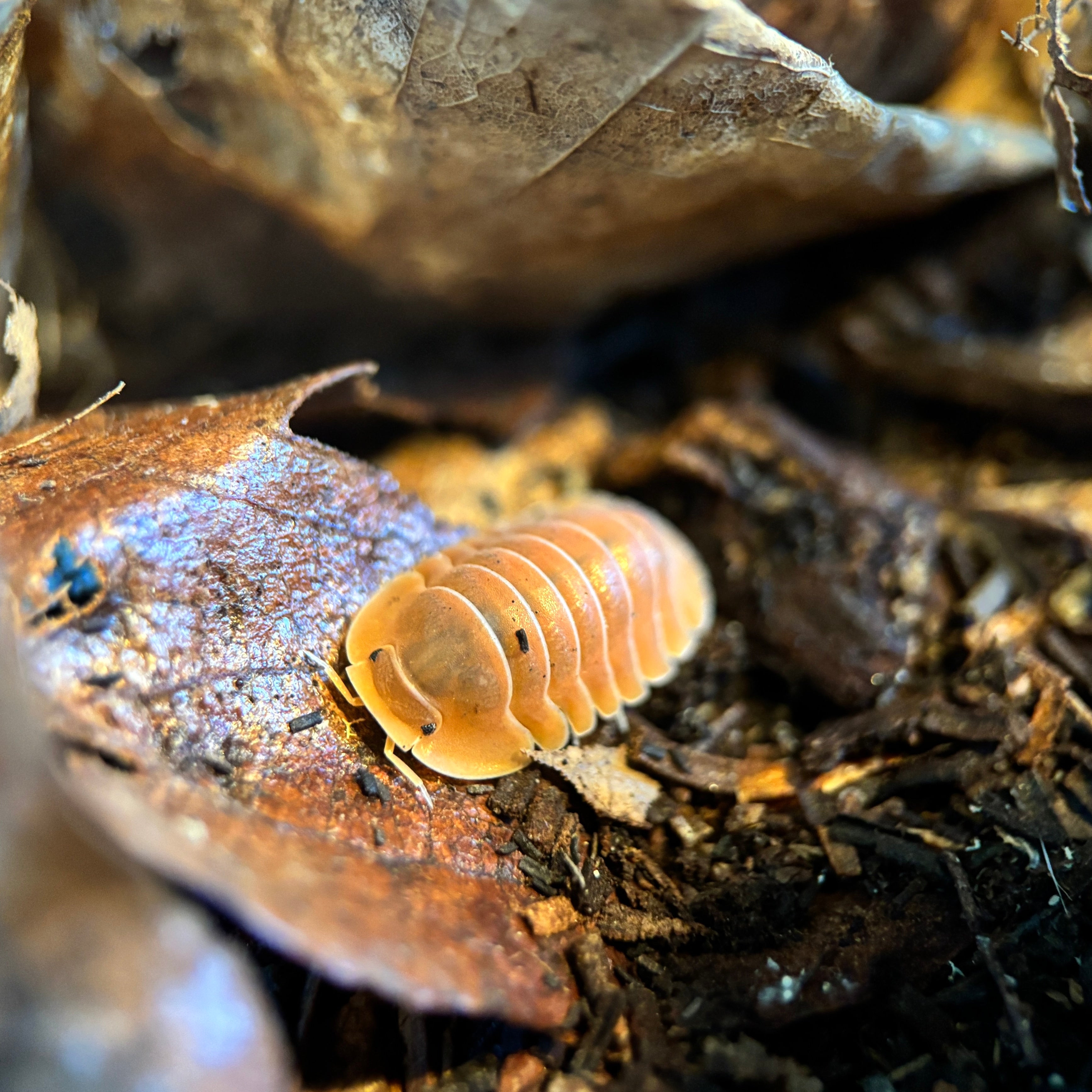 Cubaris sp. “Crabby” Isopods