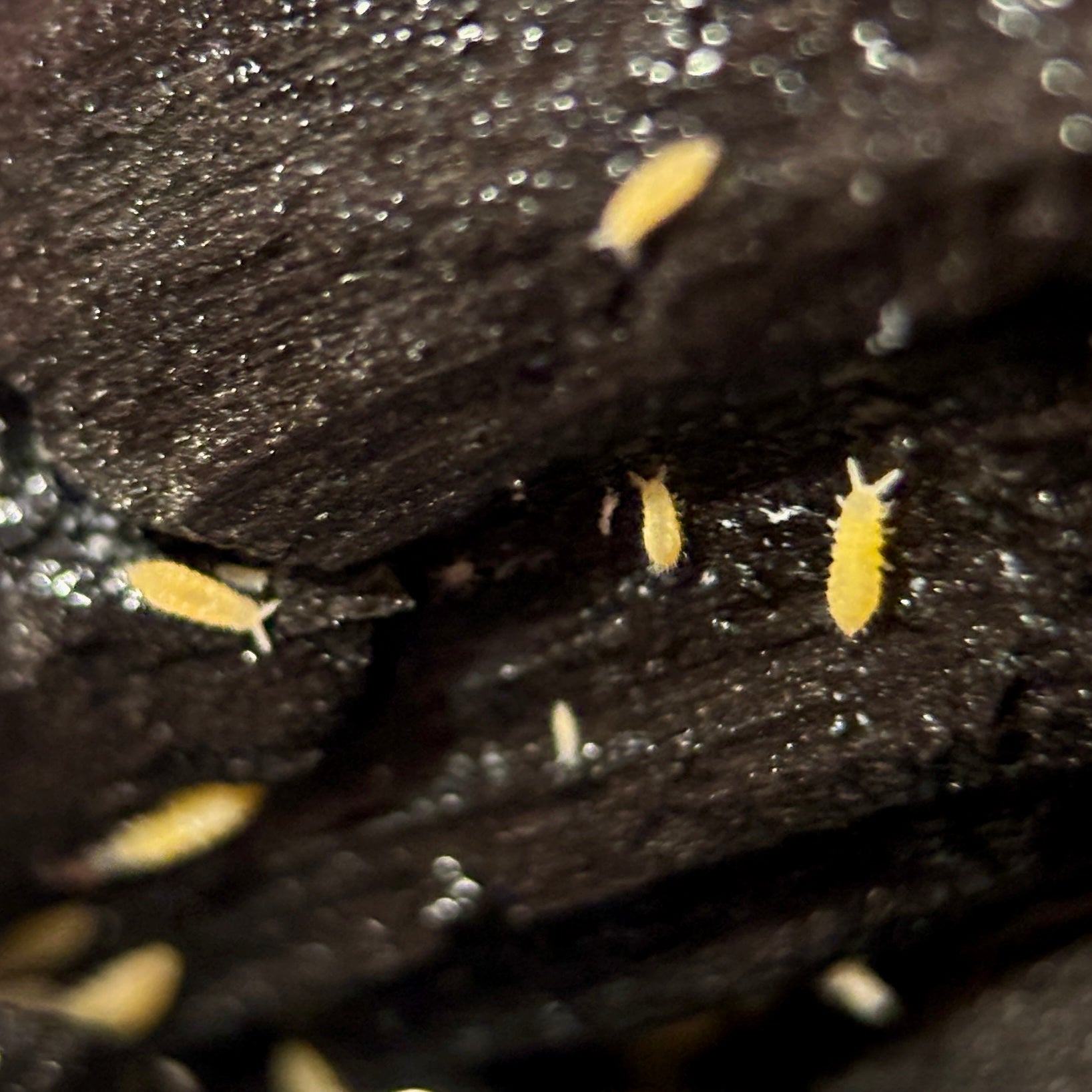 Ceratophysella sp. "Yellow Springtails”